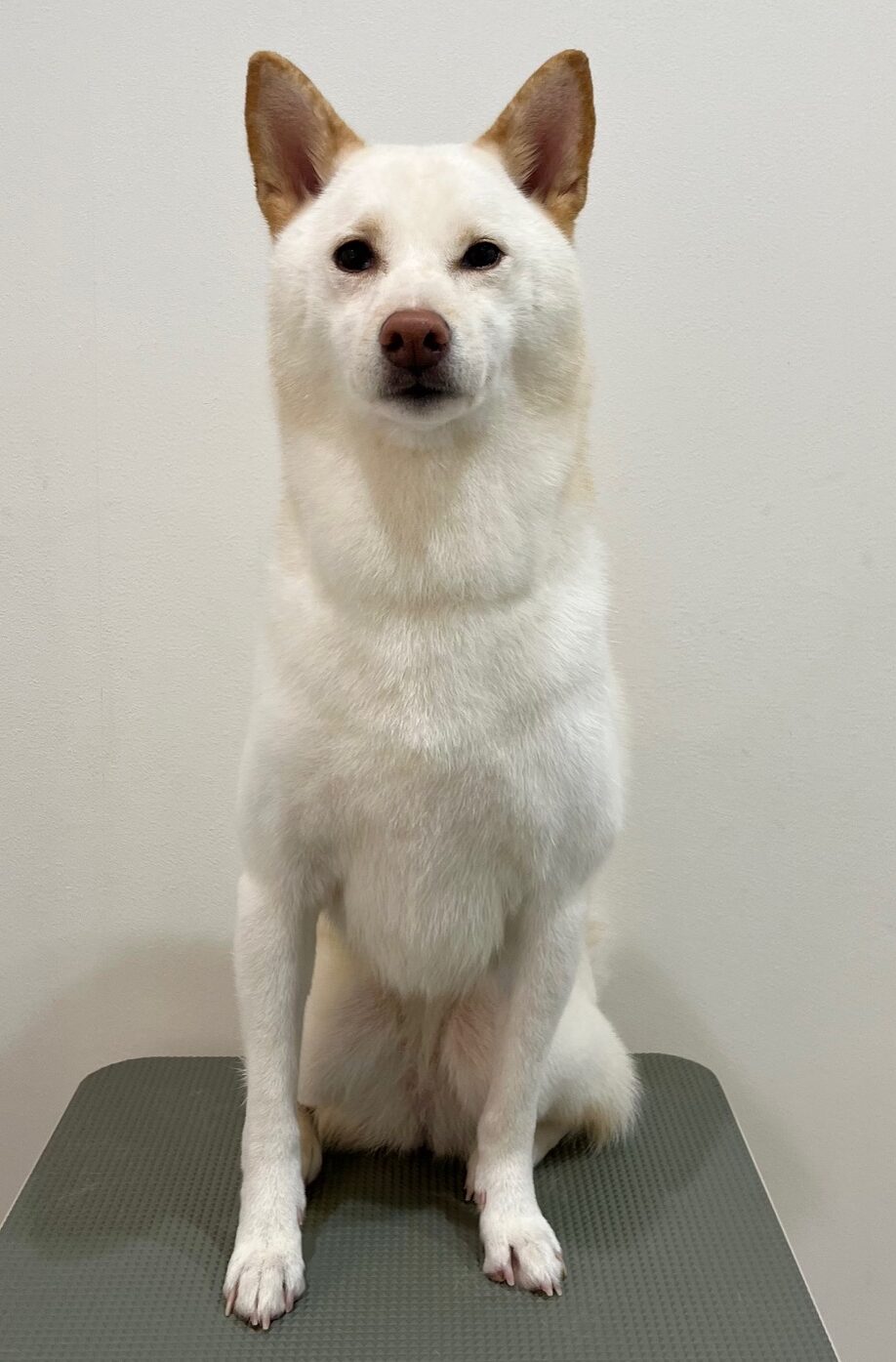 2025-10-24-%e8%93%91%e5%ae%ae%e3%81%8d%e3%81%aa%e3%81%93