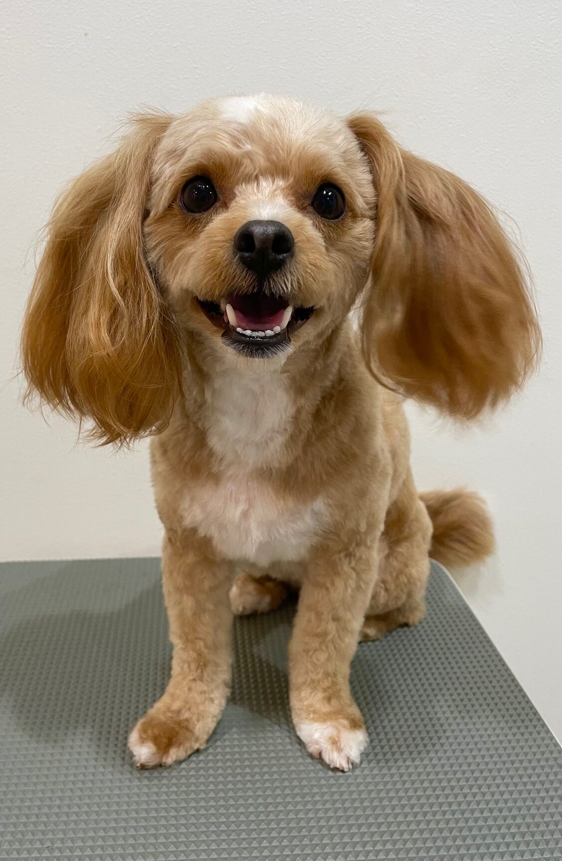 2025-10-26-%e5%b9%b3%e6%b2%a2%e3%83%86%e3%82%a4%e3%83%ab