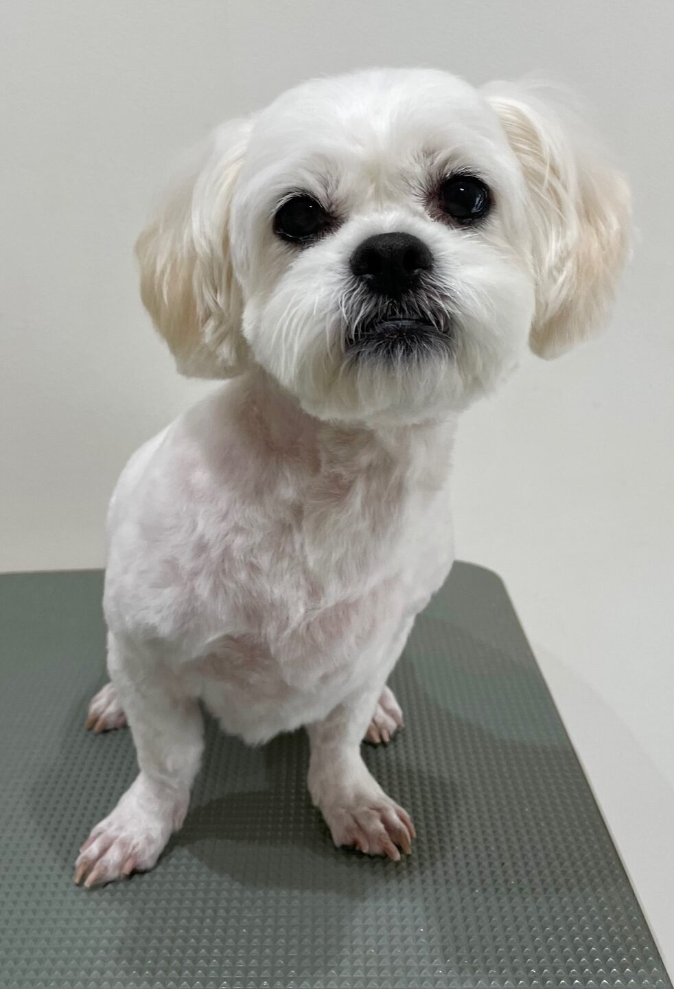 2025-10-27-%e5%a4%a7%e5%b7%9ddonna