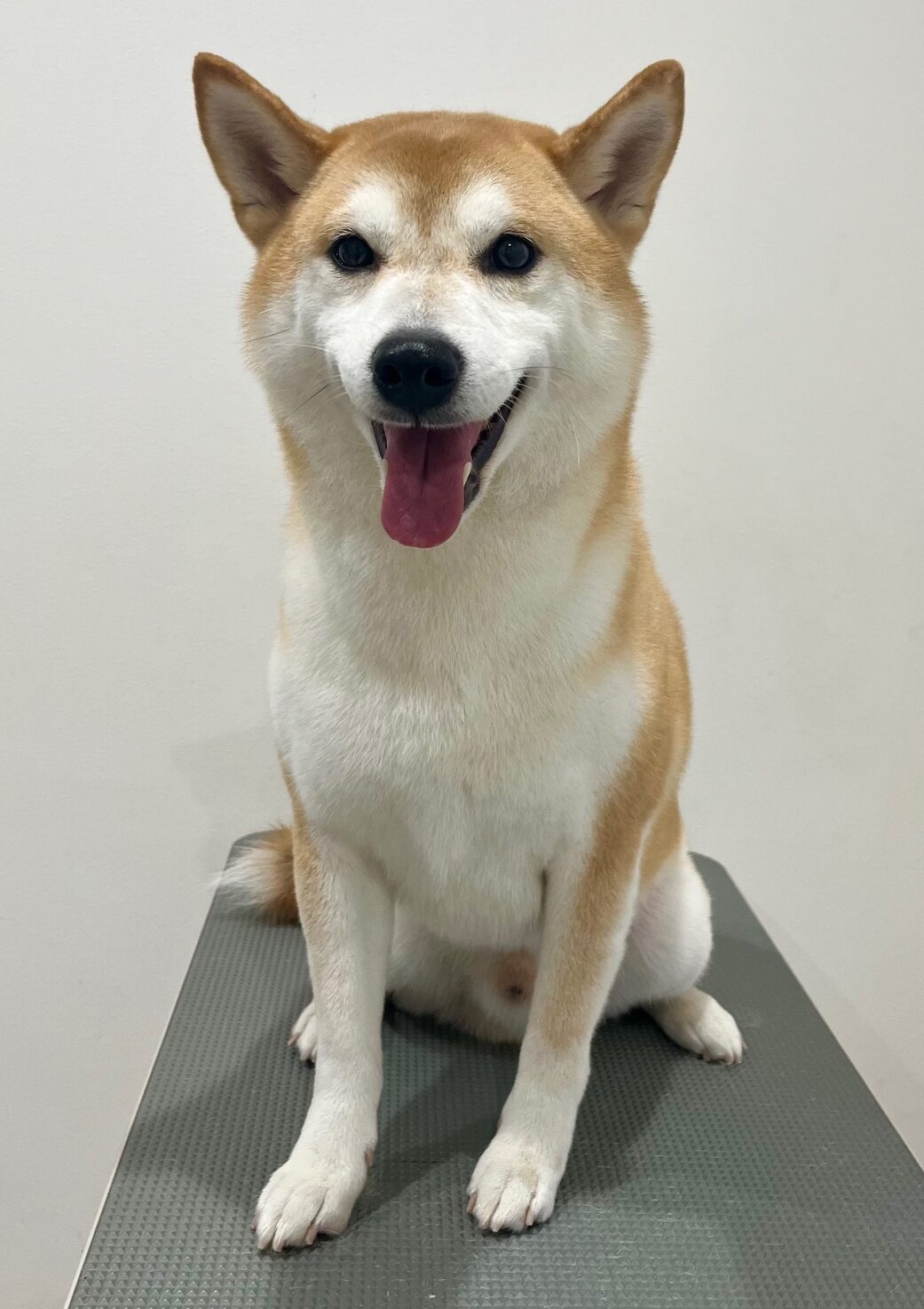 2025-10-31-%e5%ae%ae%e6%9c%ac%e7%9c%9f%e6%b5%81