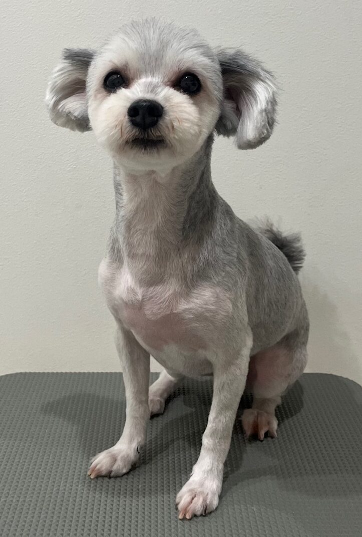 2025-10-31-%e5%ae%ae%e6%9c%ac%e9%9f%b3%e6%a1%9c