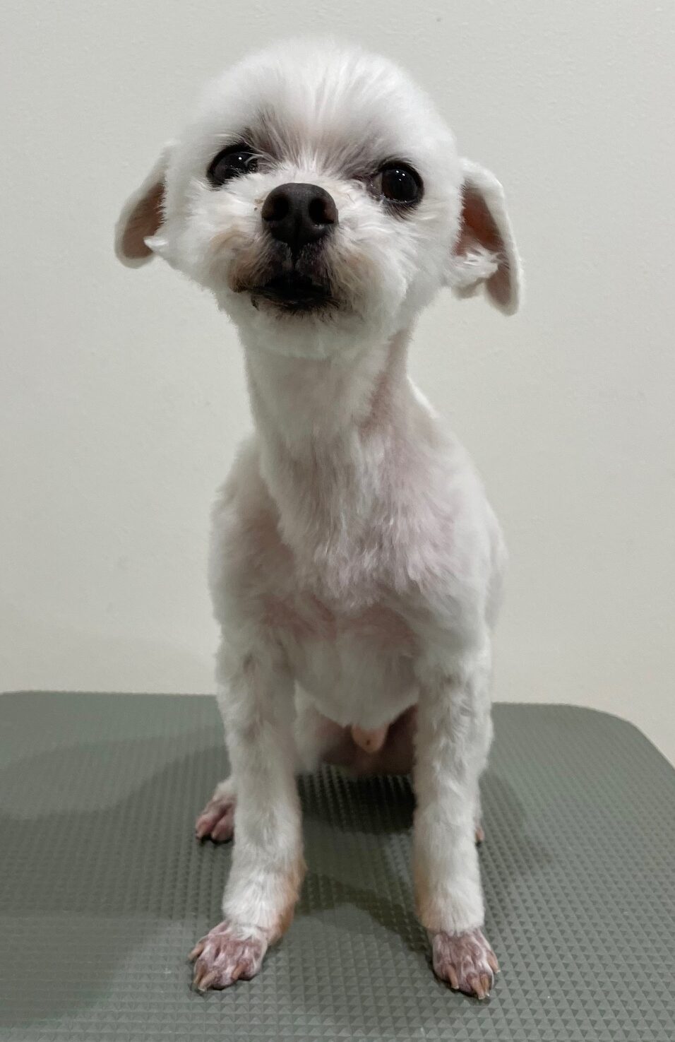 2025-10-31-%e9%ab%98%e6%a9%8b%e3%82%b3%e3%82%b3