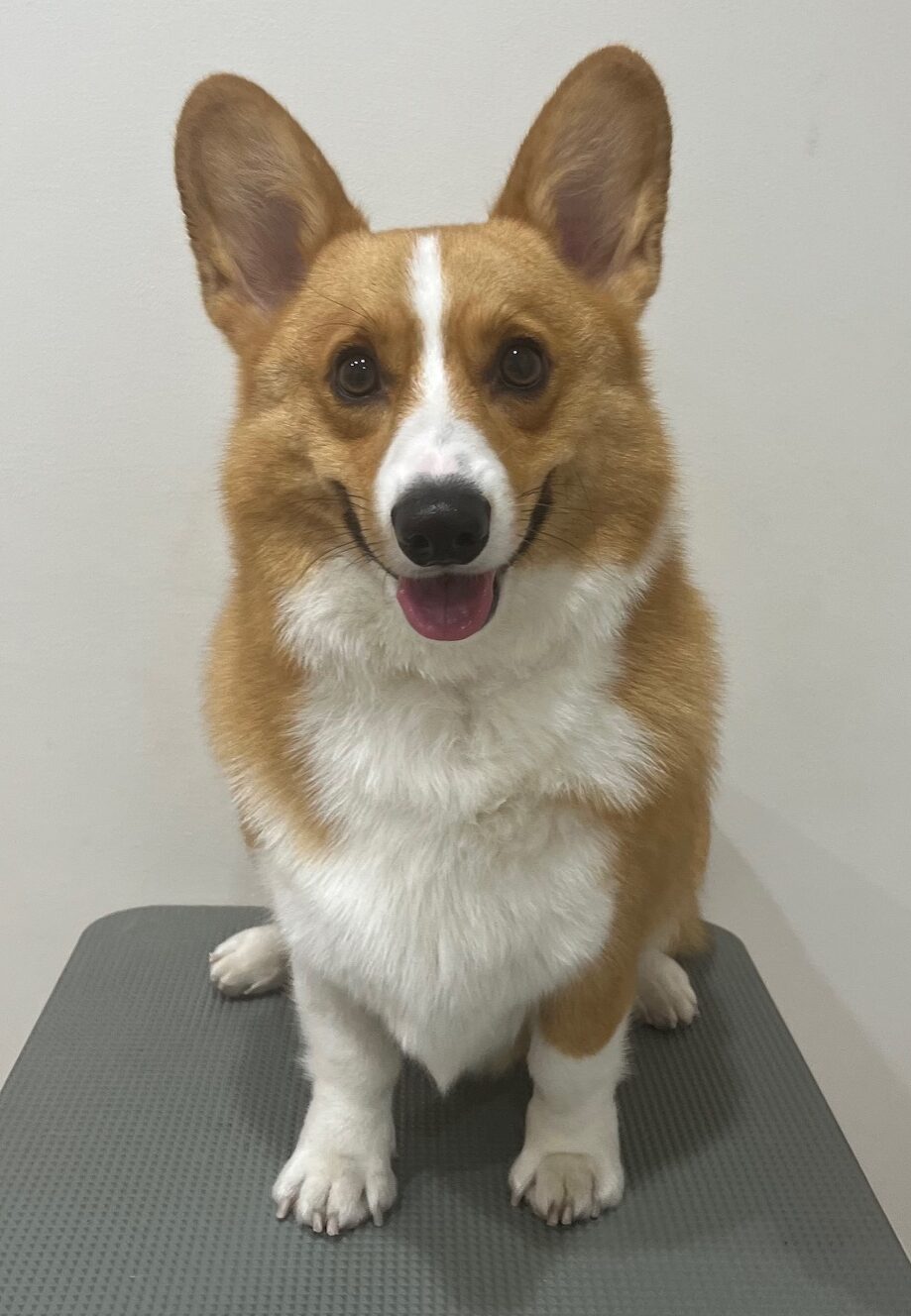 2025-10-5-%e6%9c%ac%e7%94%b0%e8%8c%b6%e3%80%85%e4%b8%b8