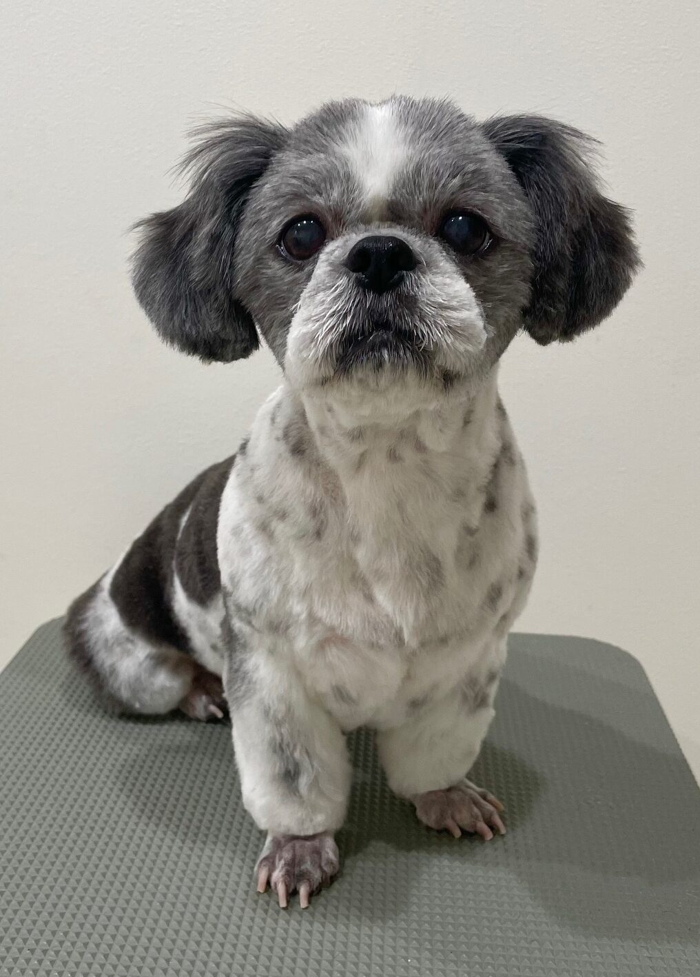 2025-10-6-%e5%b0%8f%e9%87%8e%e3%83%9d%e3%82%b3