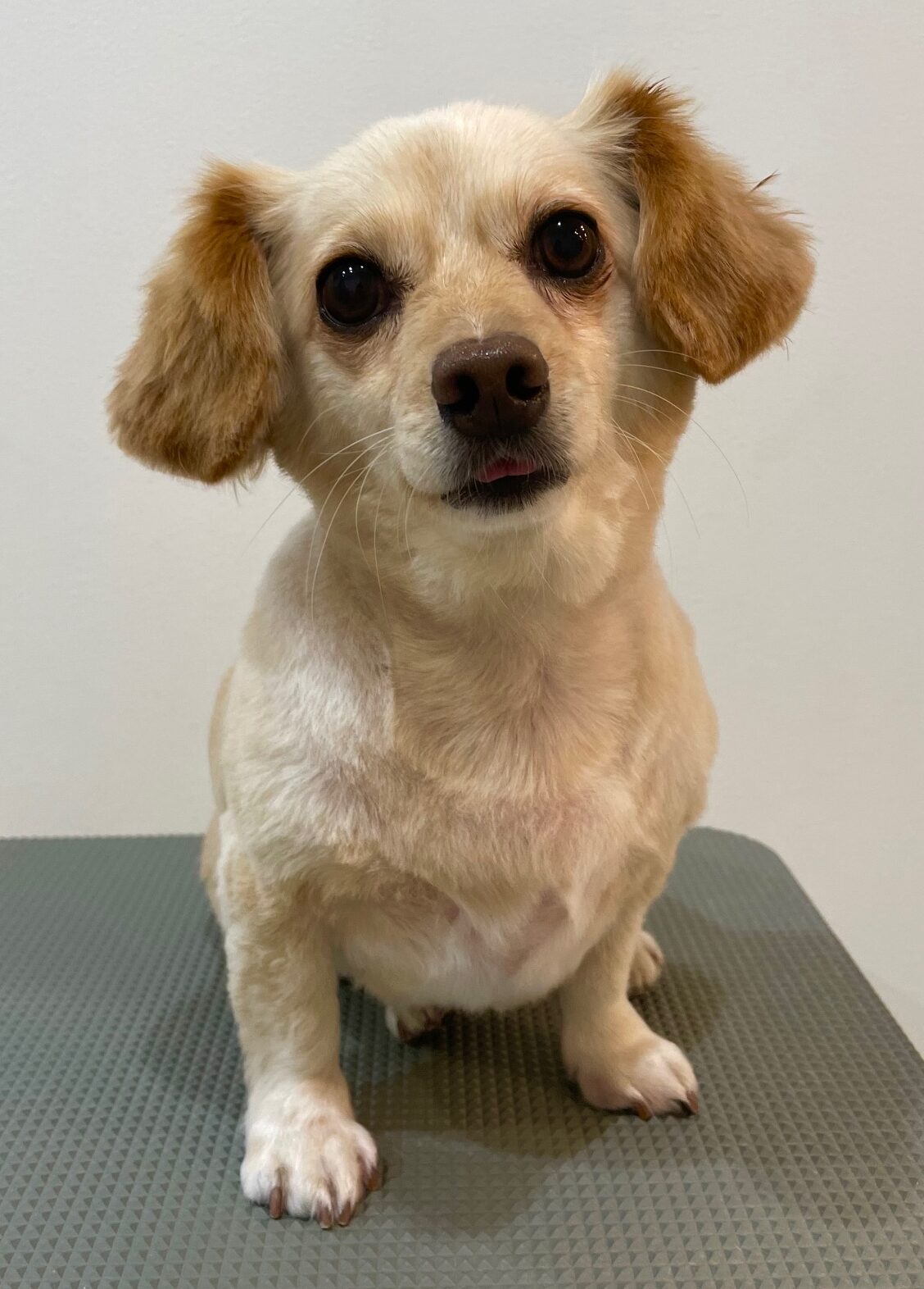 2025-10-7-%e5%b8%83%e5%b1%b1%e3%83%87%e3%82%a4%e3%82%b8%e3%83%bc