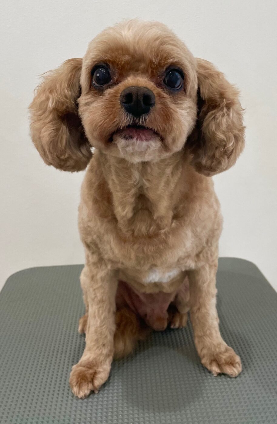 2025-10-8-%e5%b0%8f%e7%8e%89%e3%83%9e%e3%83%ad%e3%83%b3