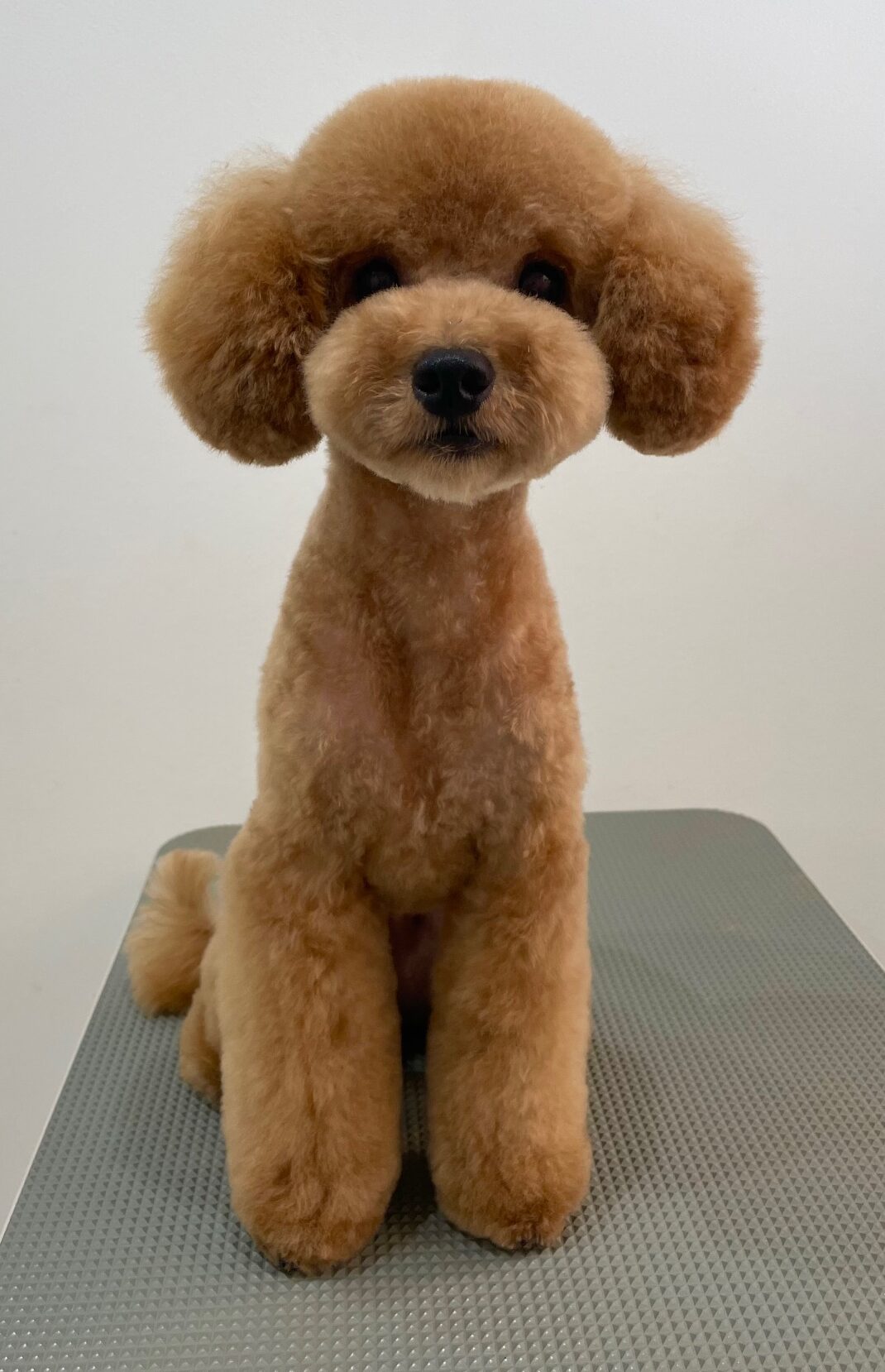 2025-10-8-%e7%94%9f%e6%b2%bc%e3%82%b3%e3%82%b3