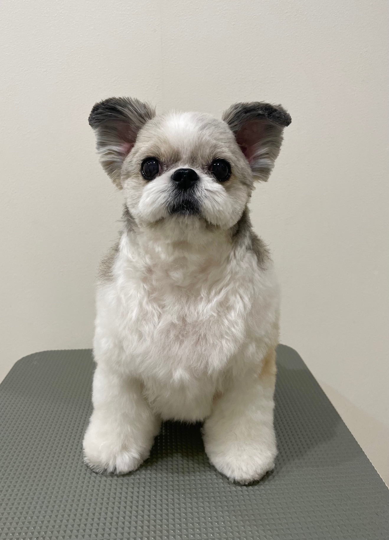 2025-11-11%e5%a4%9a%e5%96%9c%e3%81%8a%e3%81%af%e3%81%8e