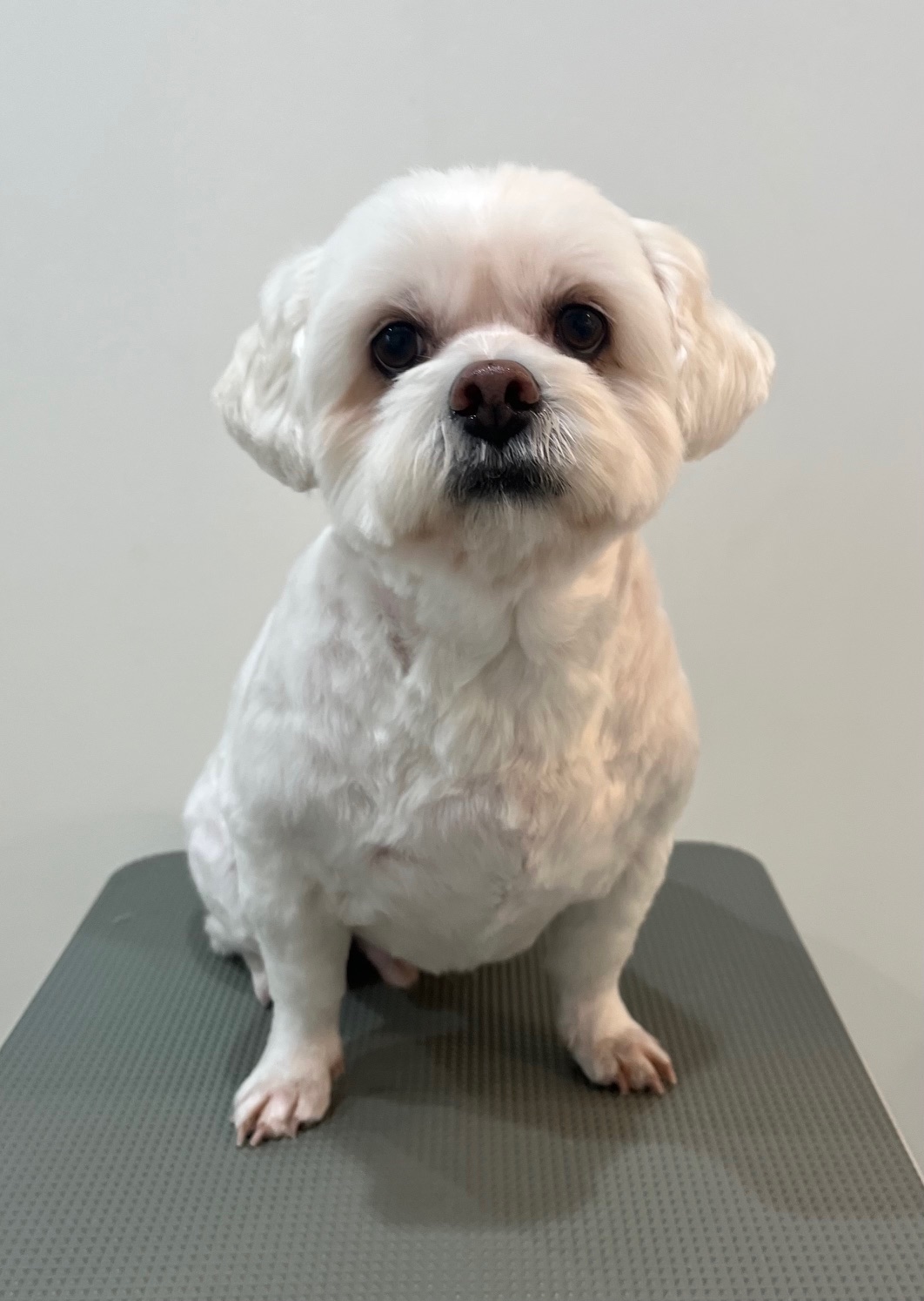 2025-11-11%e5%b0%8f%e6%a4%8b%e3%82%86%e3%81%86