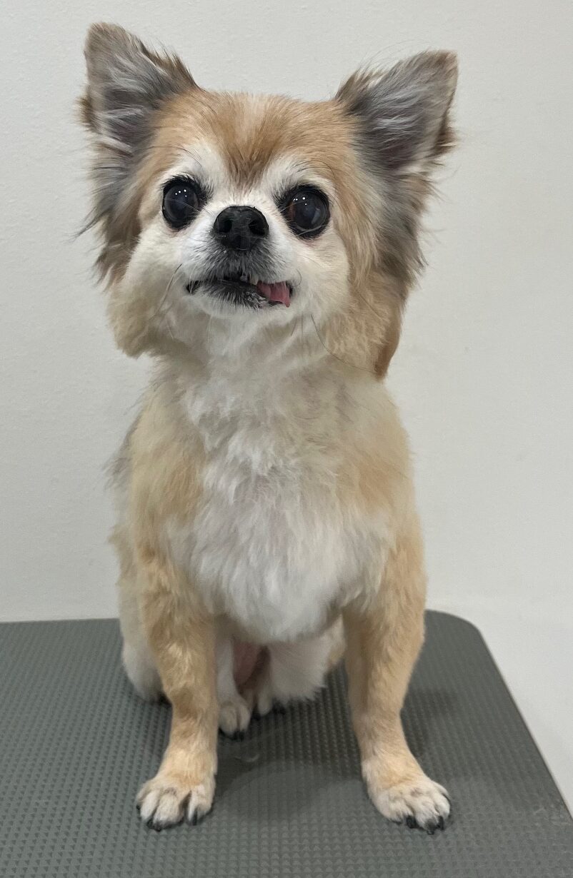 2025-11-11%e7%a8%b2%e5%9e%a3%e3%83%a2%e3%83%a2