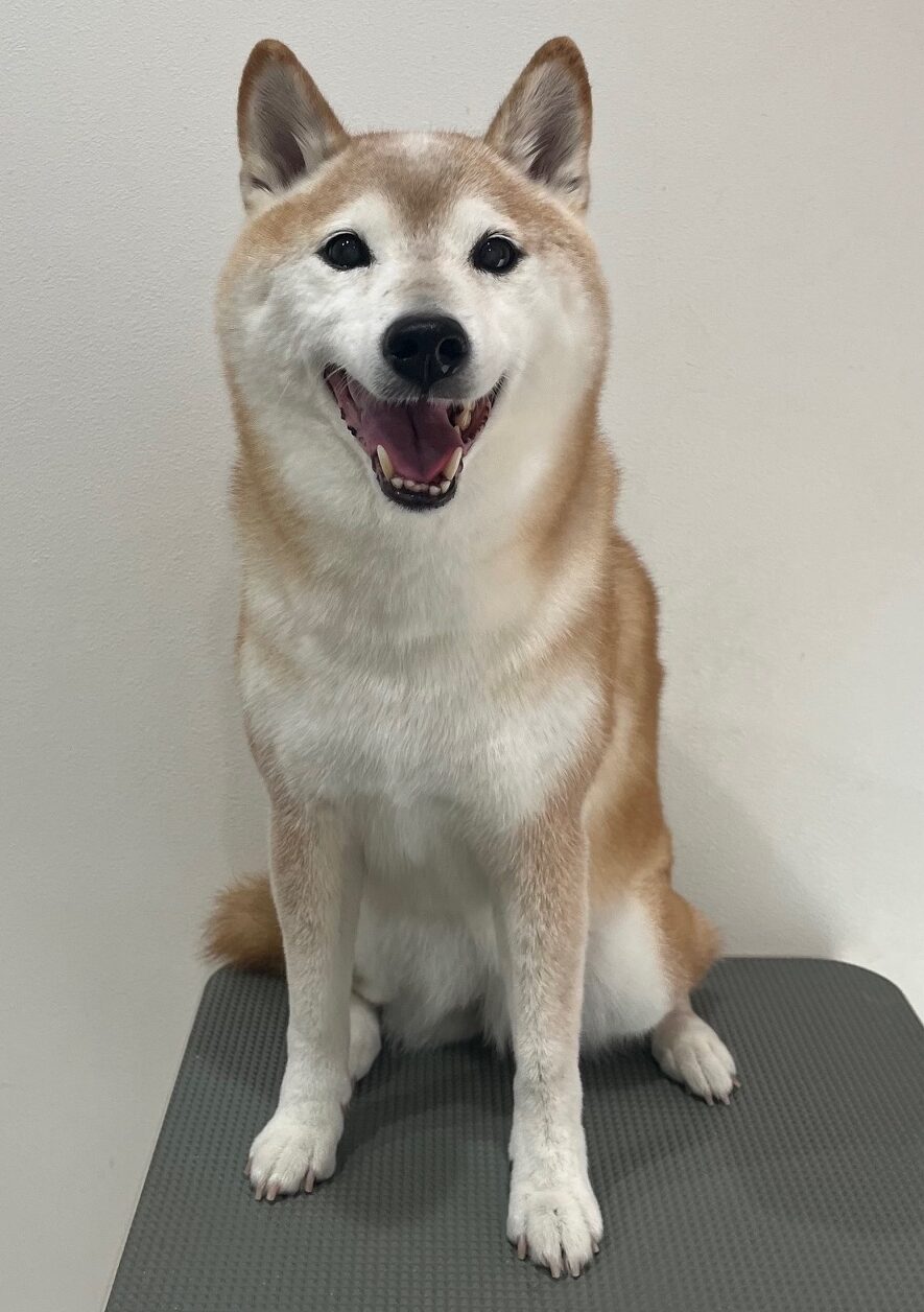 2025-11-12%e5%9c%9f%e5%b2%90%e5%b0%8f%e6%a2%85%e5%84%aa