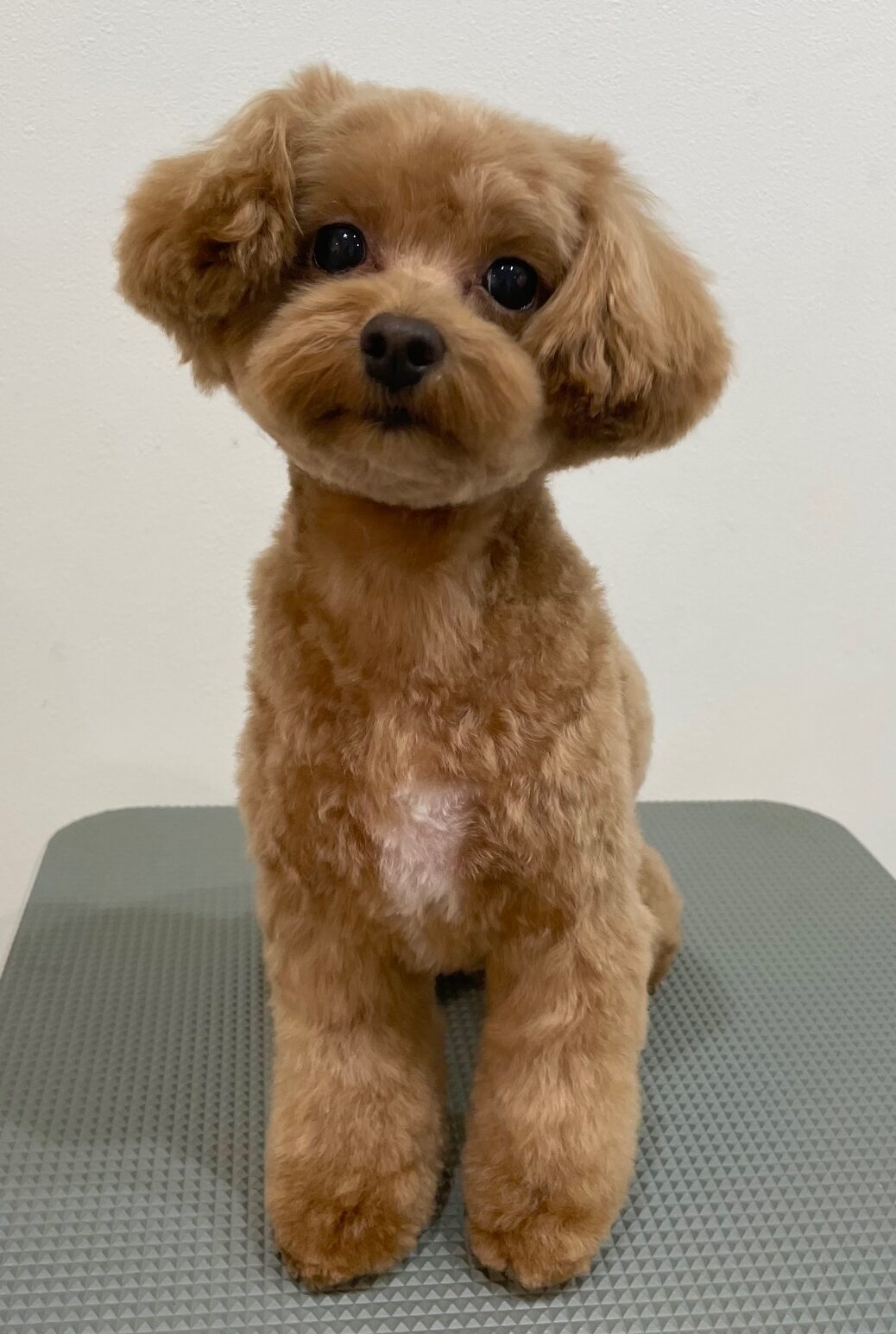 2025-11-12%e5%a4%aa%e7%94%b0%e9%9b%aa