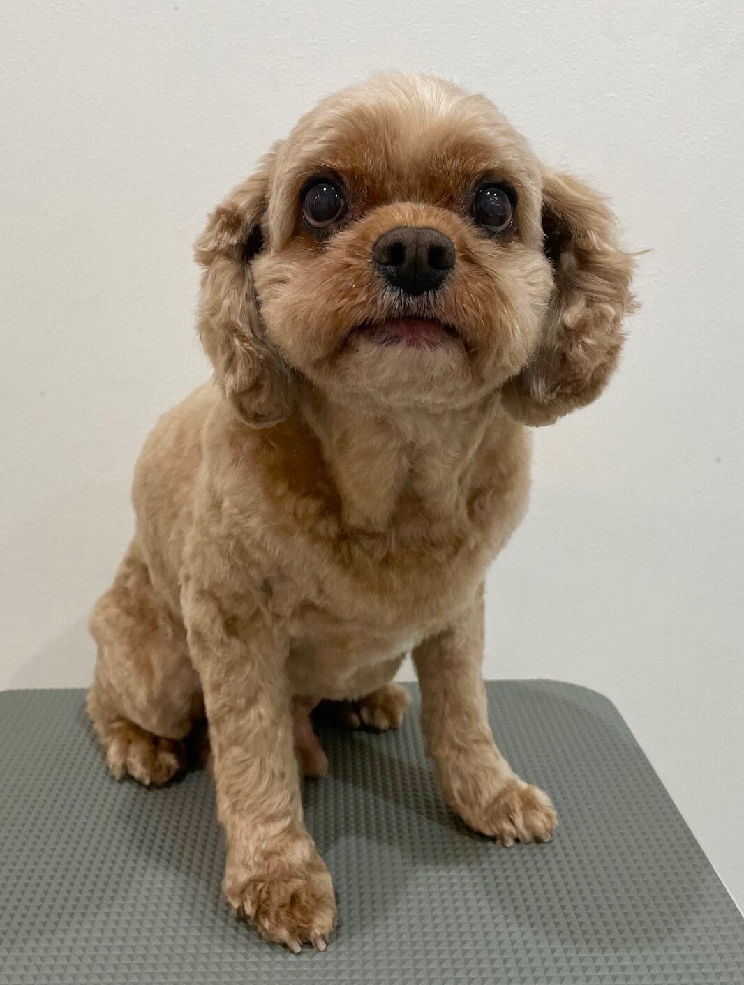 2025-11-12%e5%b0%8f%e7%8e%89%e3%83%9e%e3%83%ad%e3%83%b3