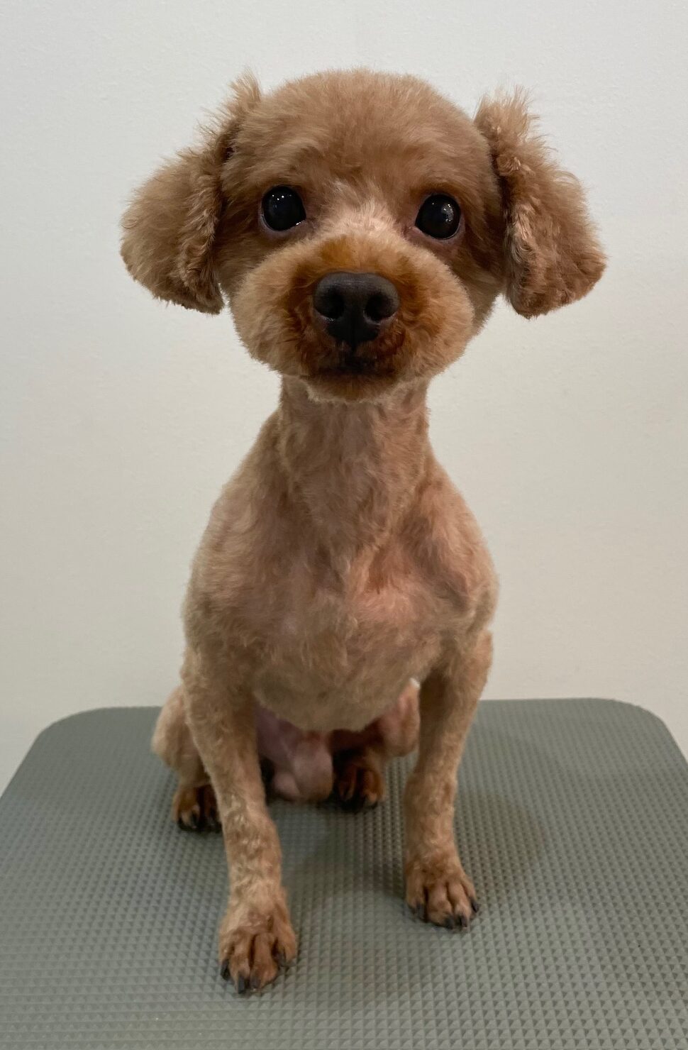 2025-11-17%e5%b0%8f%e6%9d%be%e3%82%b7%e3%83%a7%e3%82%b3%e3%83%a9