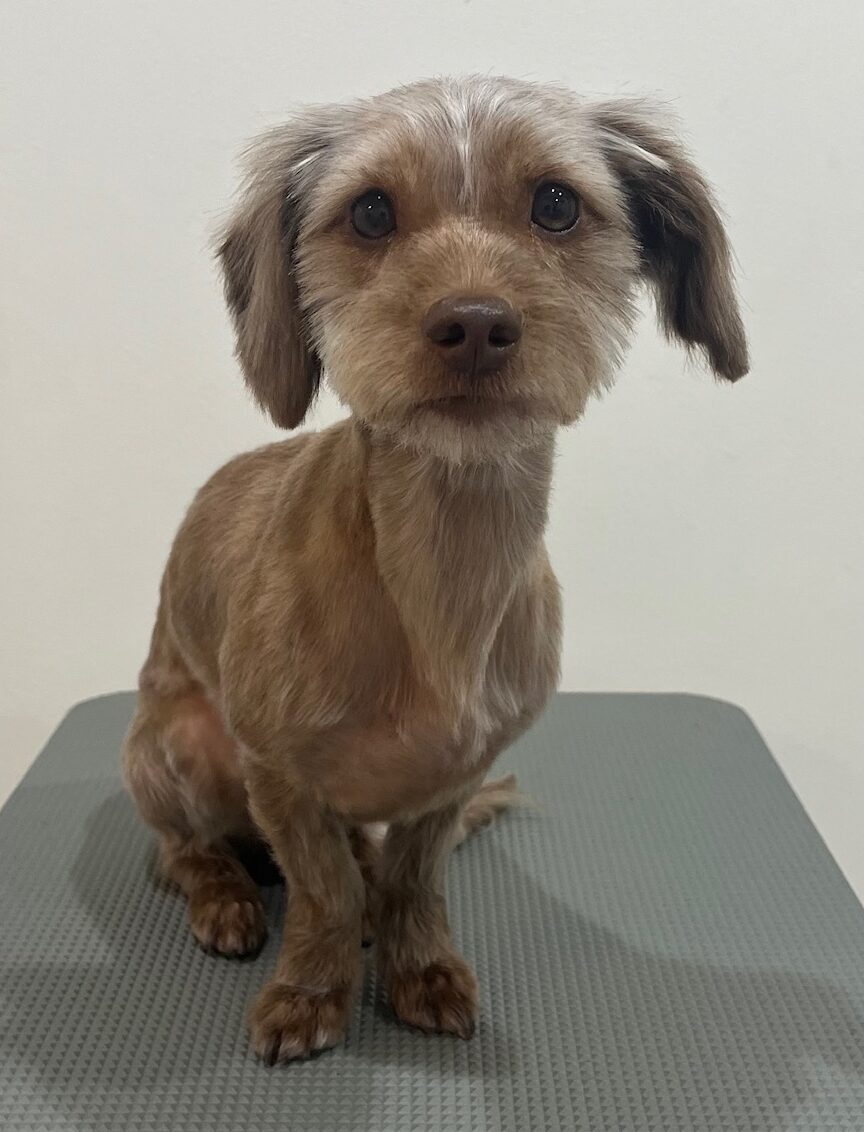 2025-11-18%e4%b8%8b%e7%94%b0%e3%81%a8%e3%82%8f