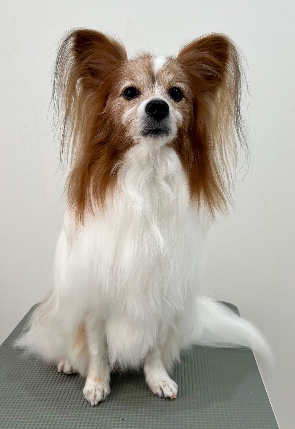 2025-11-18%e5%af%8c%e7%94%b0%e3%83%86%e3%82%aa