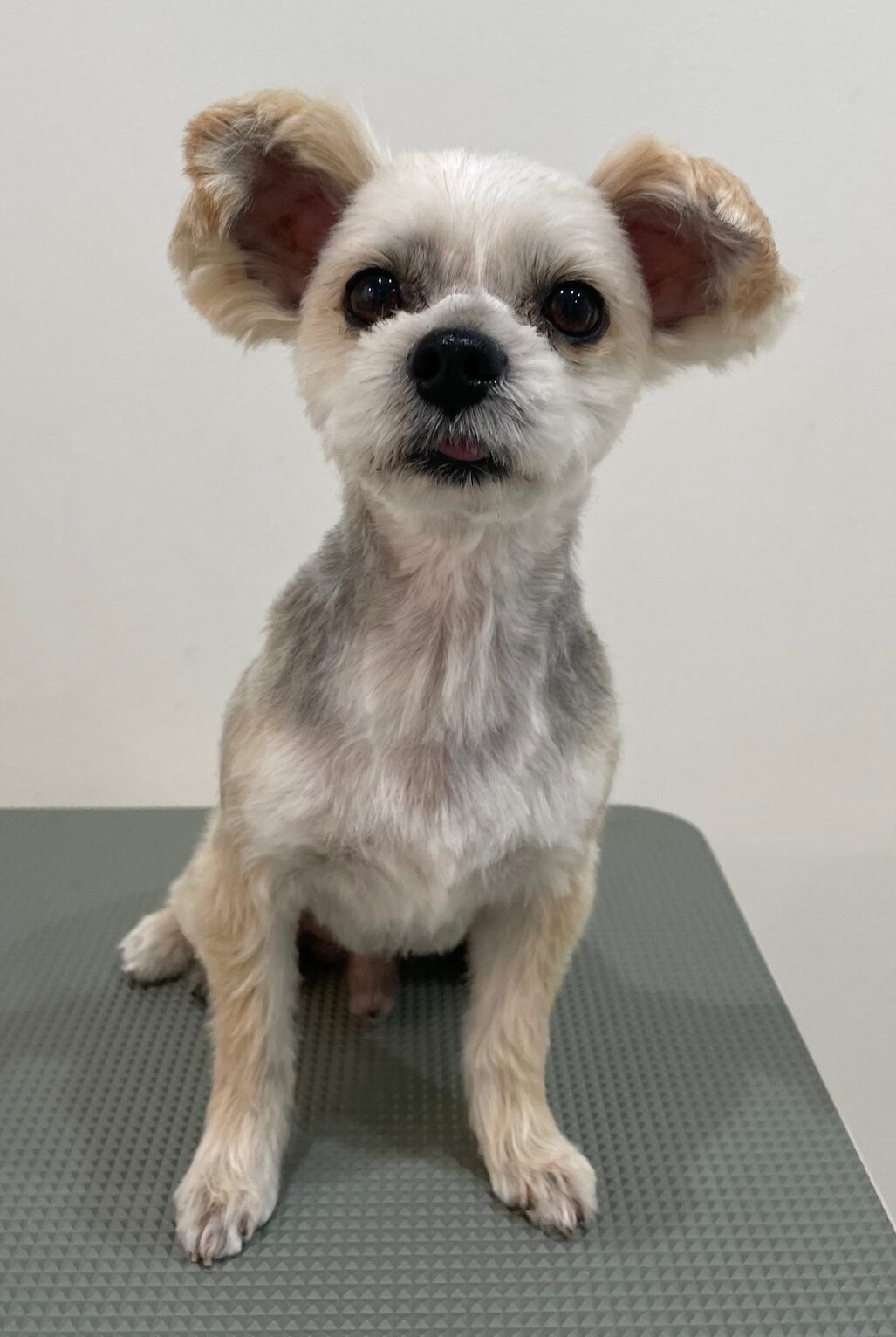 2025-11-18%e5%ba%9c%e5%b7%9d%e3%81%a1%e3%81%8f%e3%82%8f