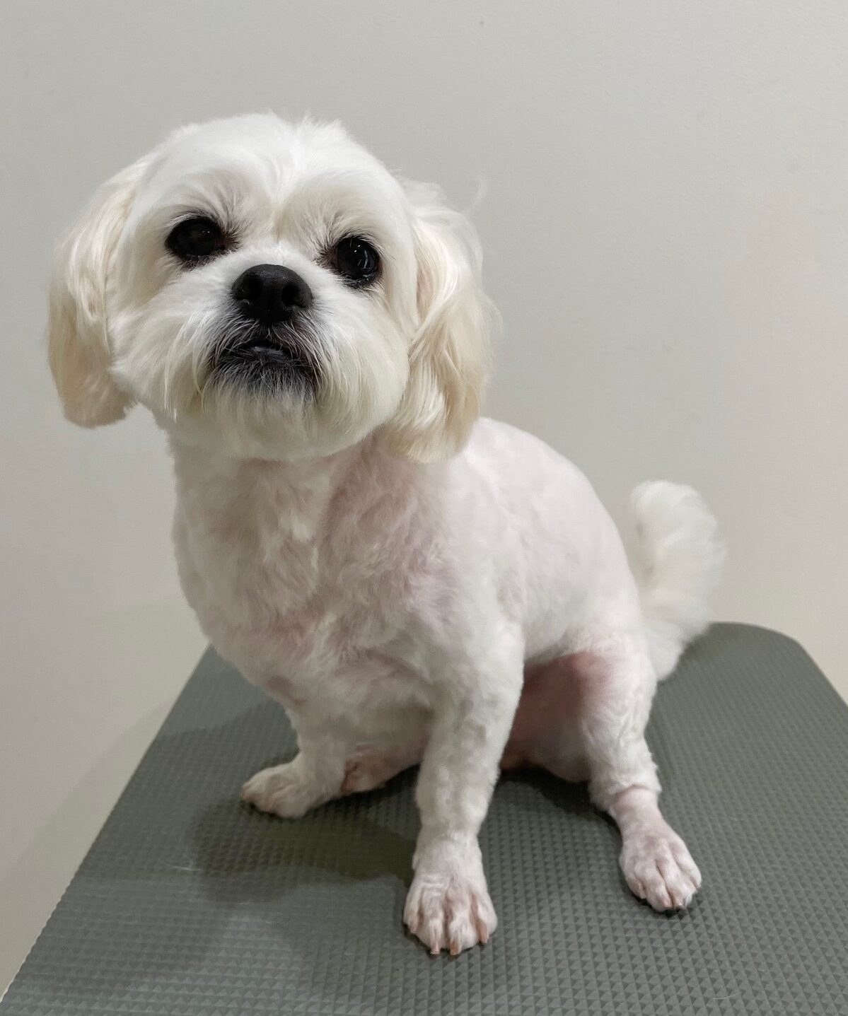 2025-11-19%e5%a4%a7%e5%b7%9ddonna