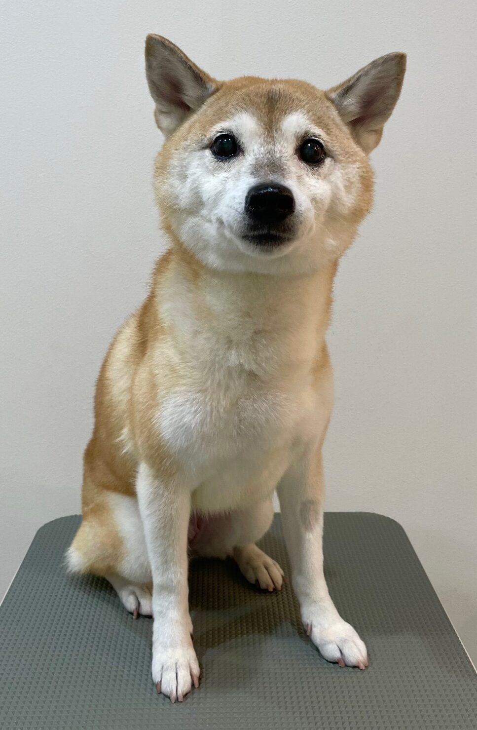 2025-11-2-%e7%94%b0%e4%bb%a3%e3%83%a2%e3%83%8a