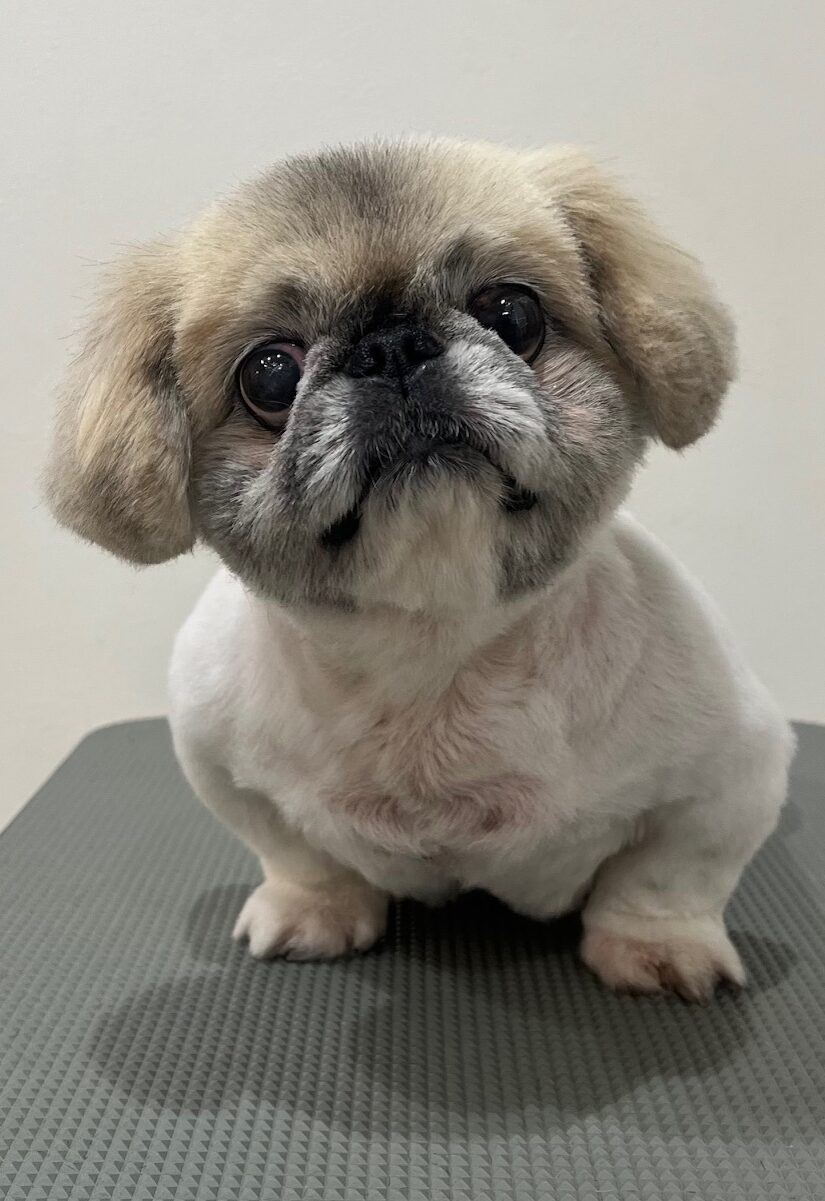 2025-11-5-%e6%9d%91%e7%94%b0%e3%82%8a%e3%82%93%e3%81%94