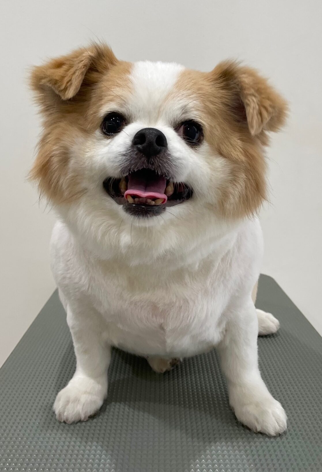 2025-11-9-%e5%a0%80%e5%88%87%e3%83%81%e3%83%83%e3%83%97