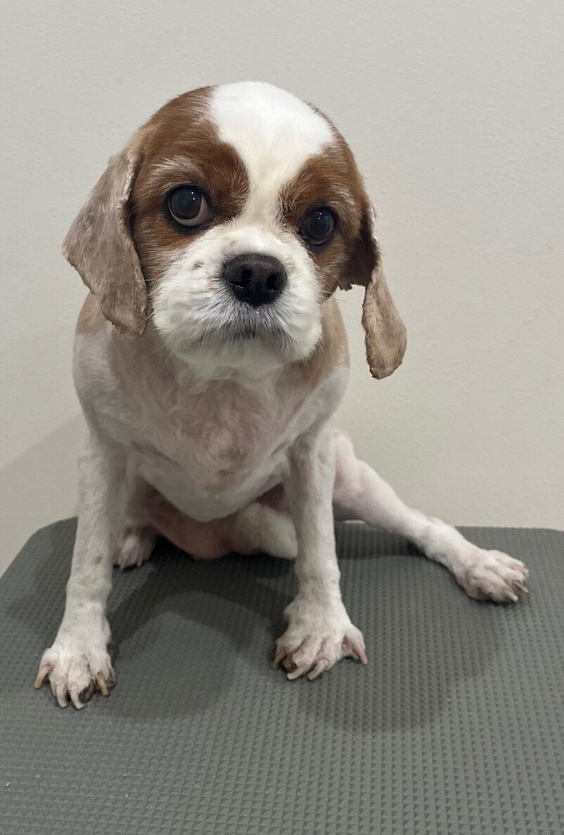 2025-11-9-%e6%8a%98%e6%a9%8b%e3%81%af%e3%81%aa