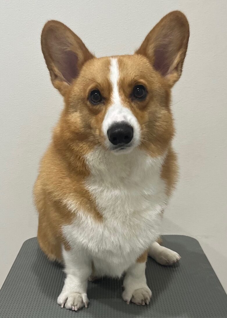 2025-11-9-%e6%9c%ac%e7%94%b0%e8%8c%b6%e3%80%85%e4%b8%b8