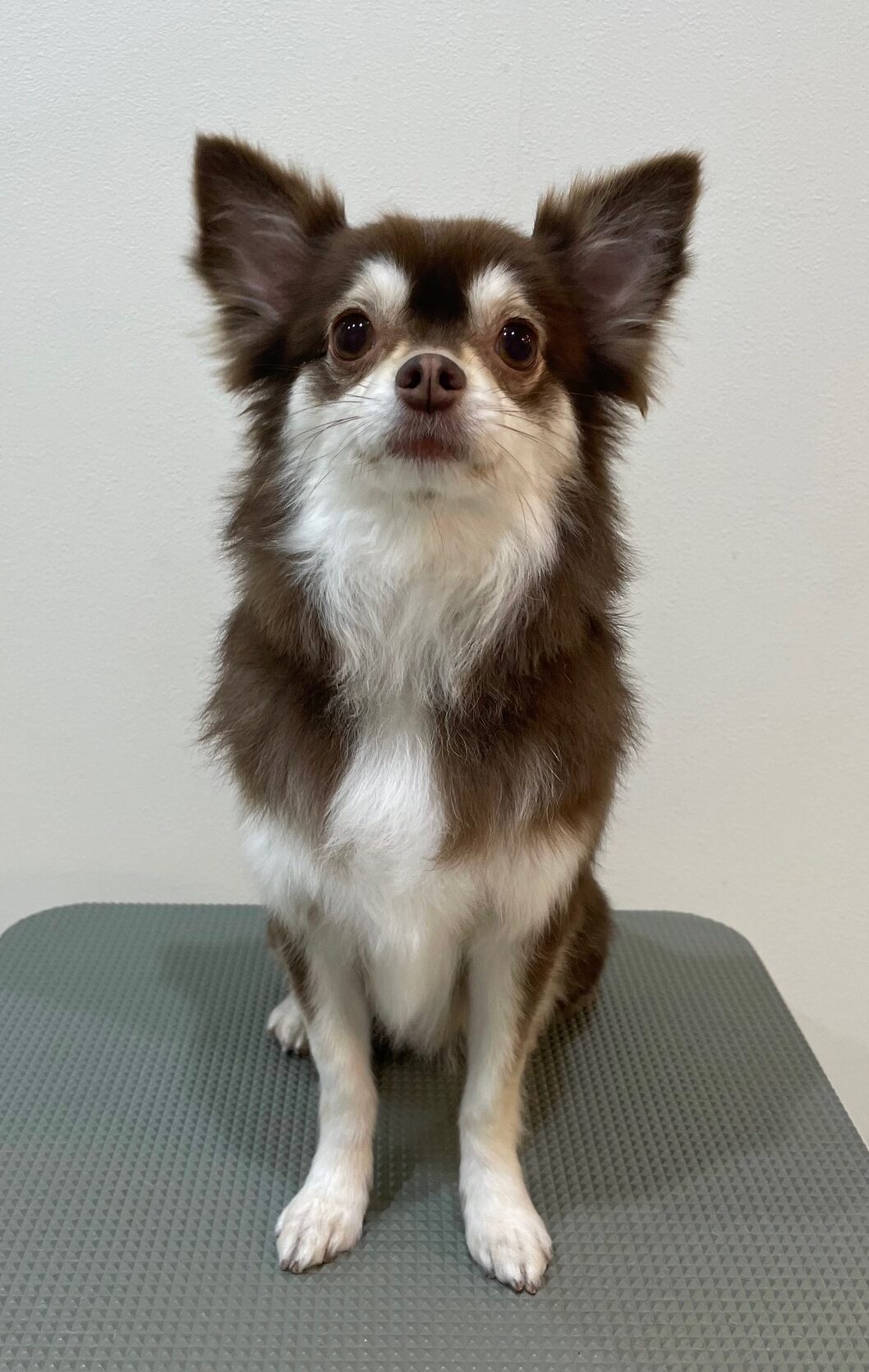 2025-11-26%e5%86%85%e5%b7%9d%e3%82%b3%e3%82%b3%e3%82%a2