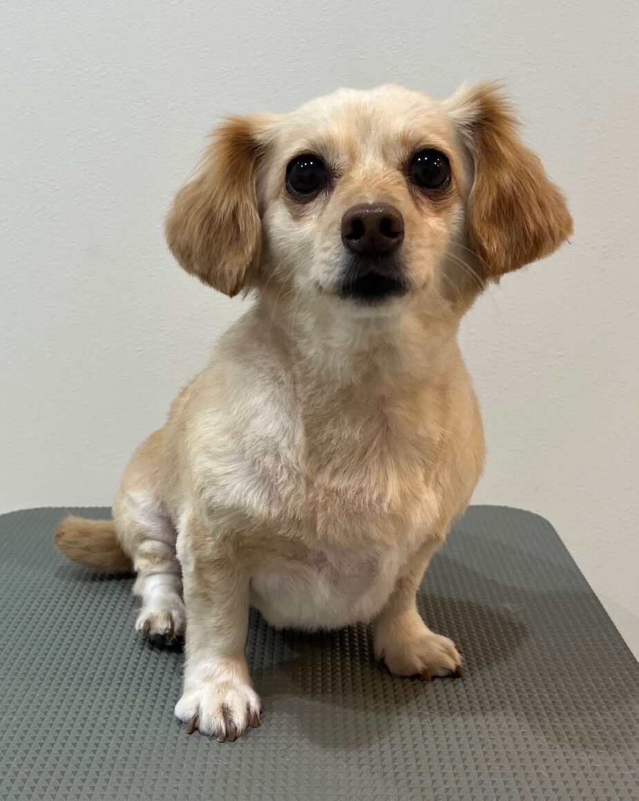 2025-11-26%e5%b8%83%e5%b1%b1%e3%83%87%e3%82%a4%e3%82%b8%e3%83%bc