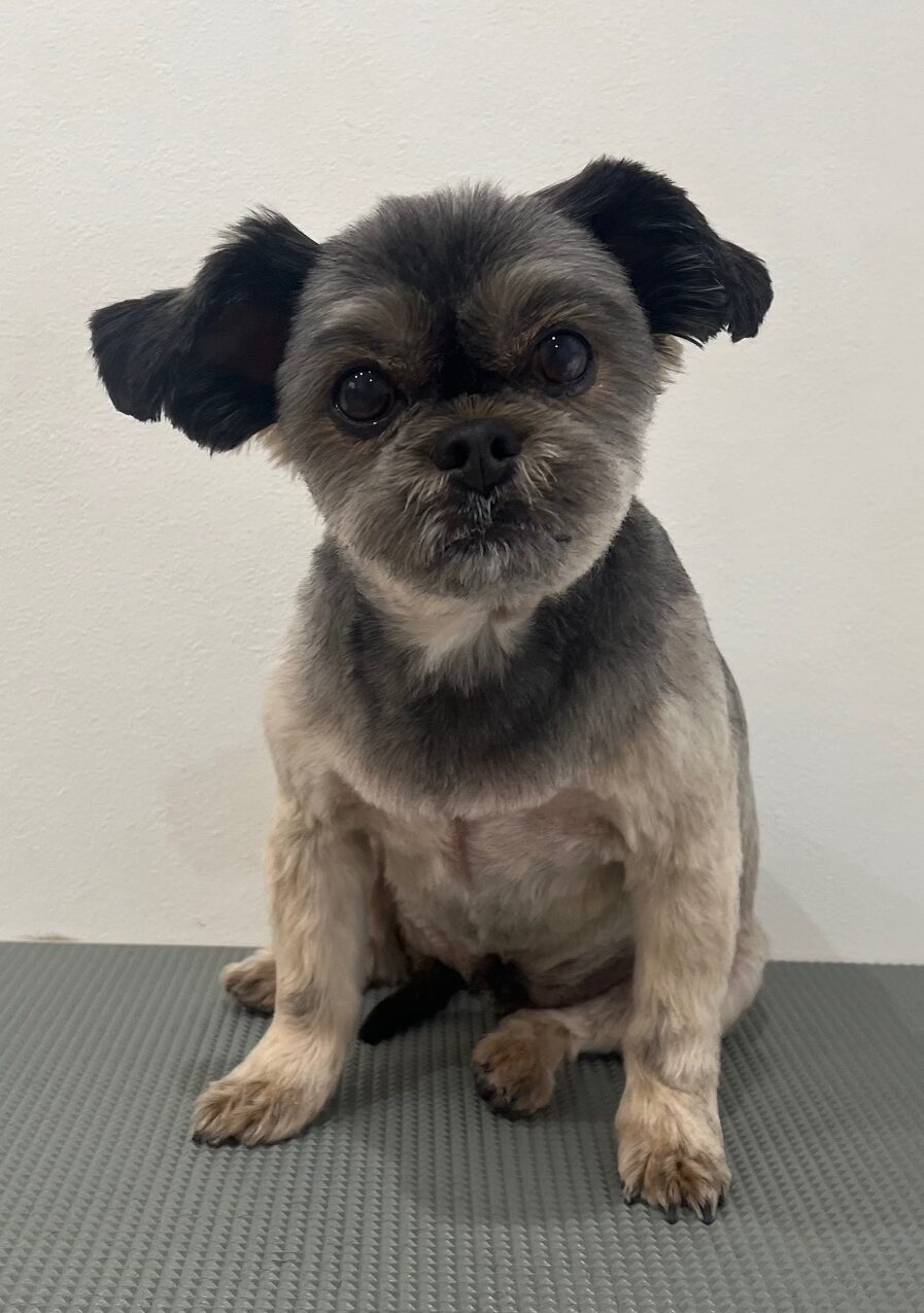 2025-11-28%e4%ba%80%e5%b1%b1%e3%83%9d%e3%83%b3%e5%a4%aa