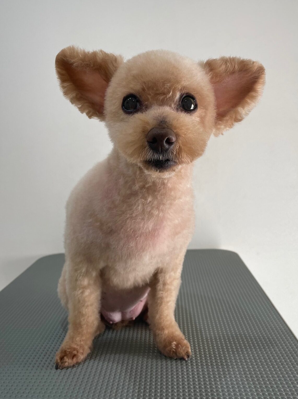 2025-11-30%e5%b0%8f%e5%8b%9d%e3%83%a2%e3%82%b3