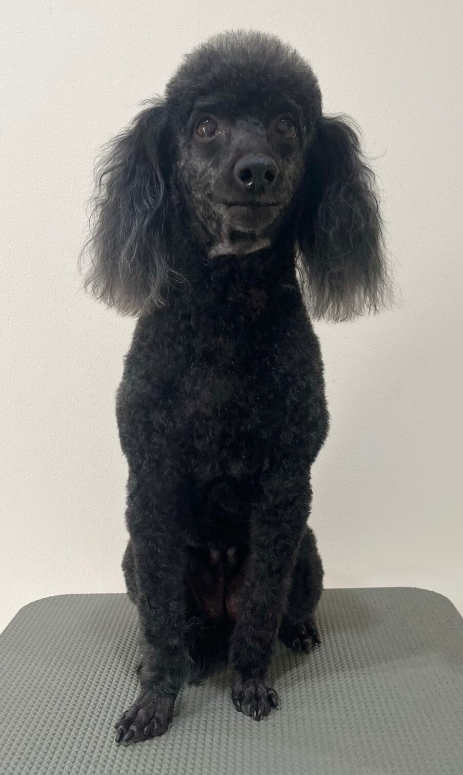 2025-12-16%e4%ba%95%e4%b8%8a%e3%82%a2%e3%83%b3