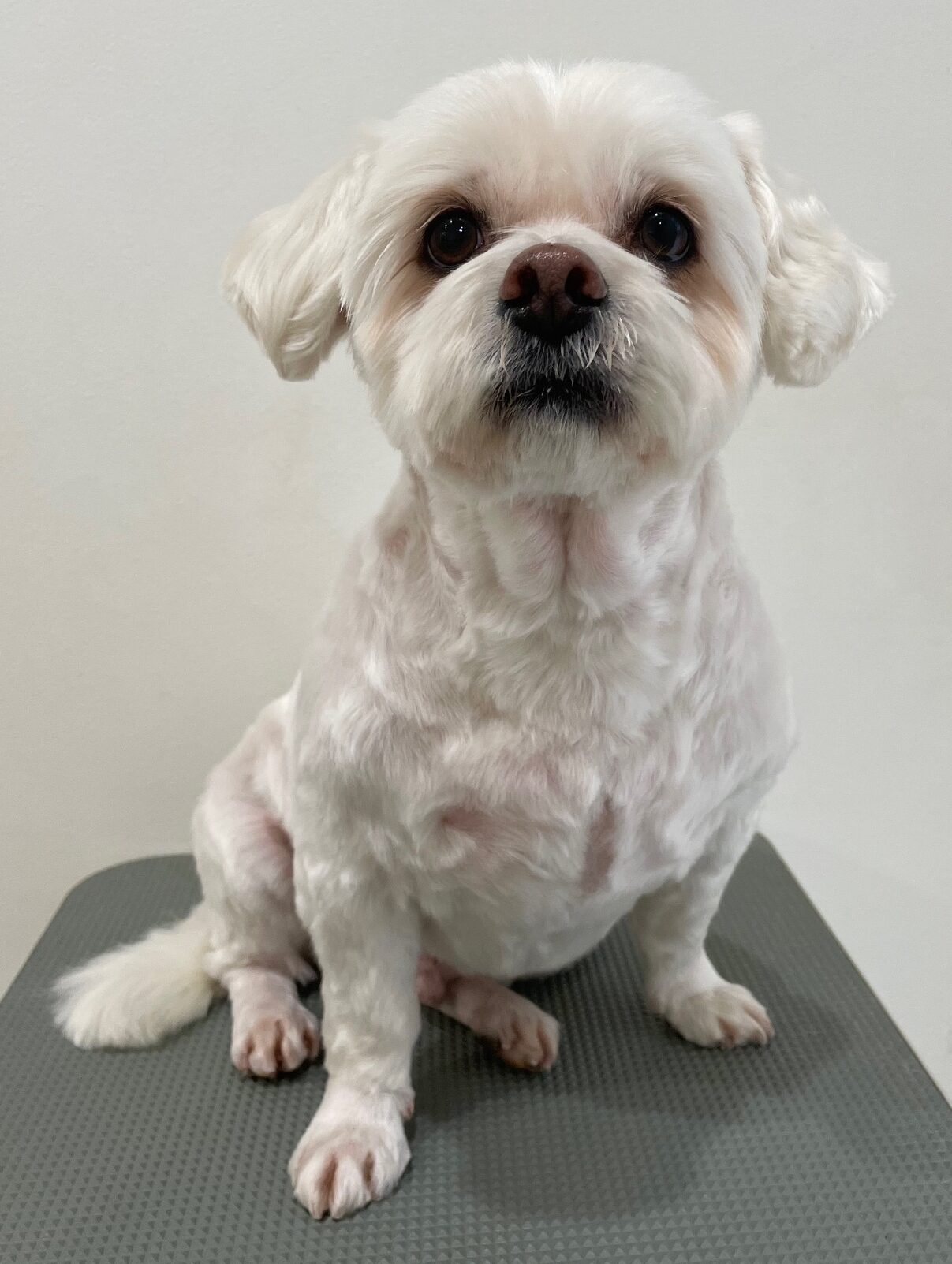 2025-12-16%e5%b0%8f%e6%a4%8b%e3%82%86%e3%81%86