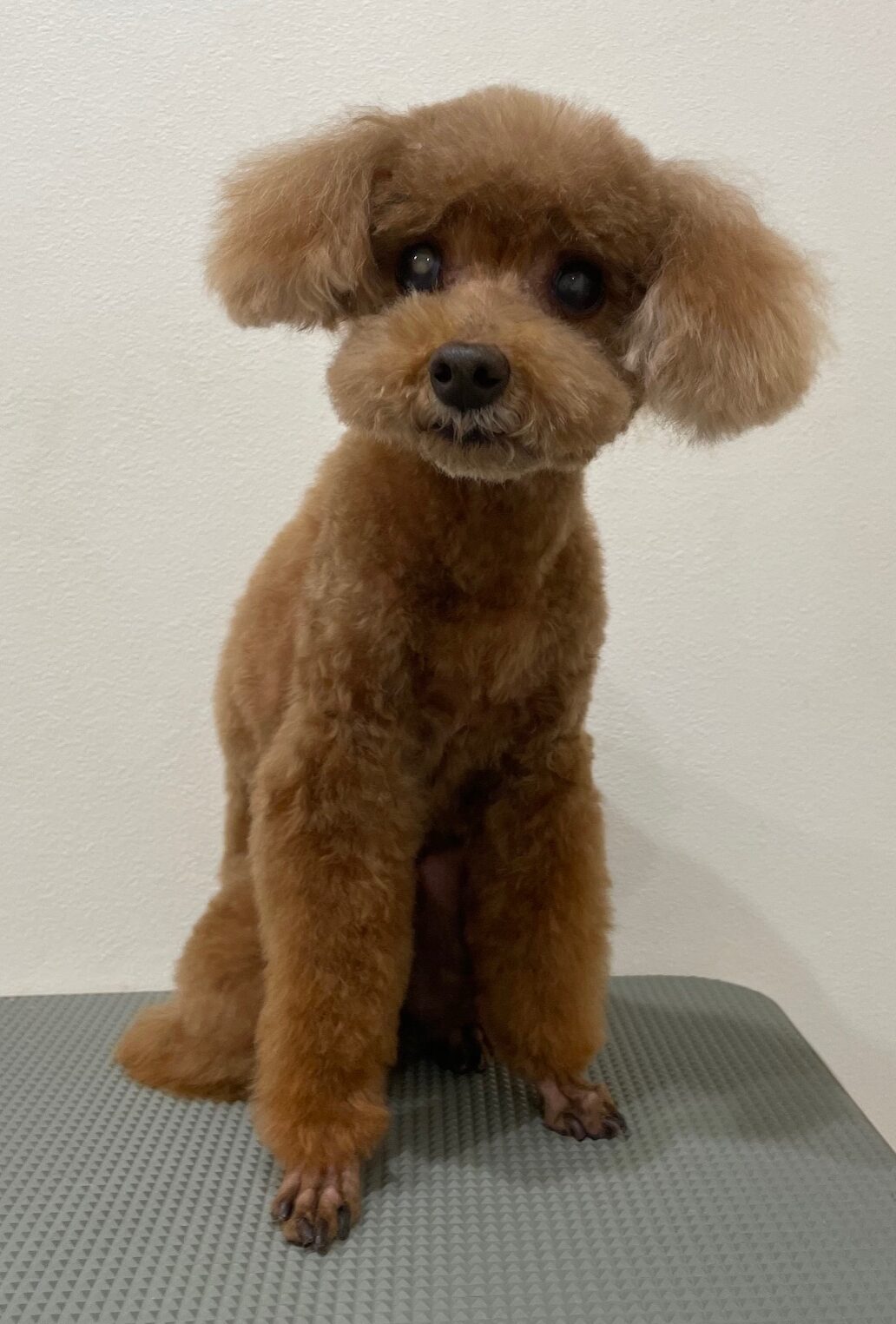 2025-12-16%e6%9c%ac%e5%a4%9a%e9%99%bd%e8%8f%9c