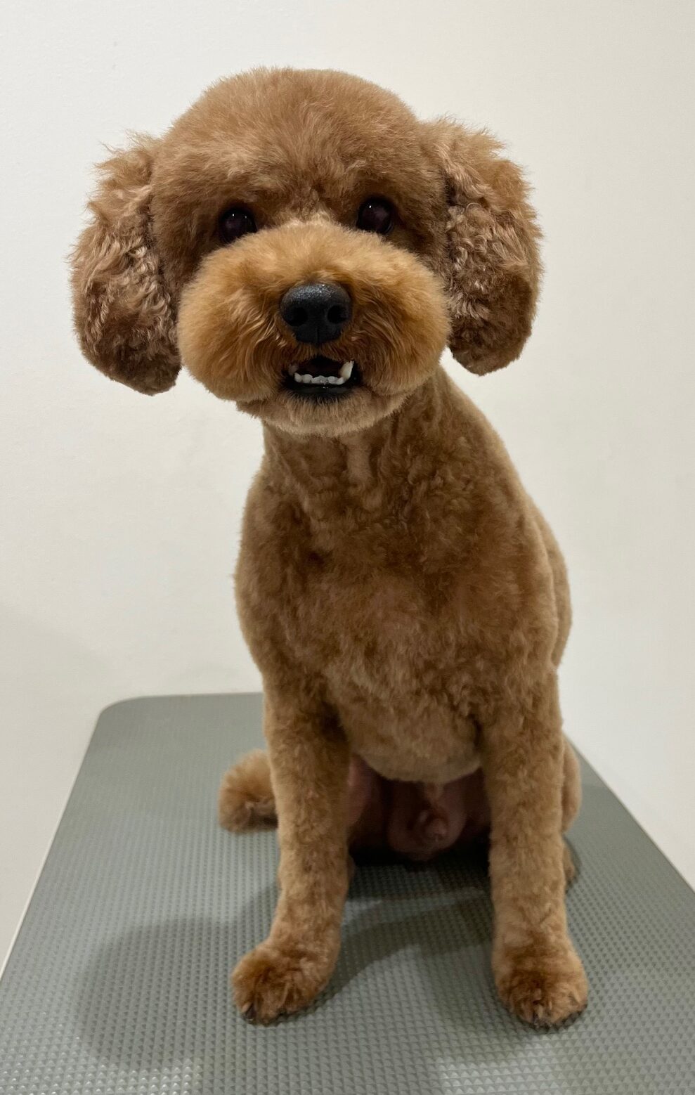 2025-12-16%e6%9d%be%e5%b4%8e%e3%83%81%e3%83%a7%e3%82%b3