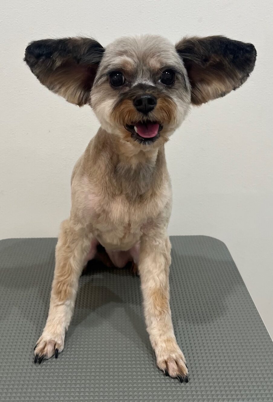 2025-12-16%e9%87%9c%e4%b8%8b%e3%81%95%e3%81%a4%e3%81%8d