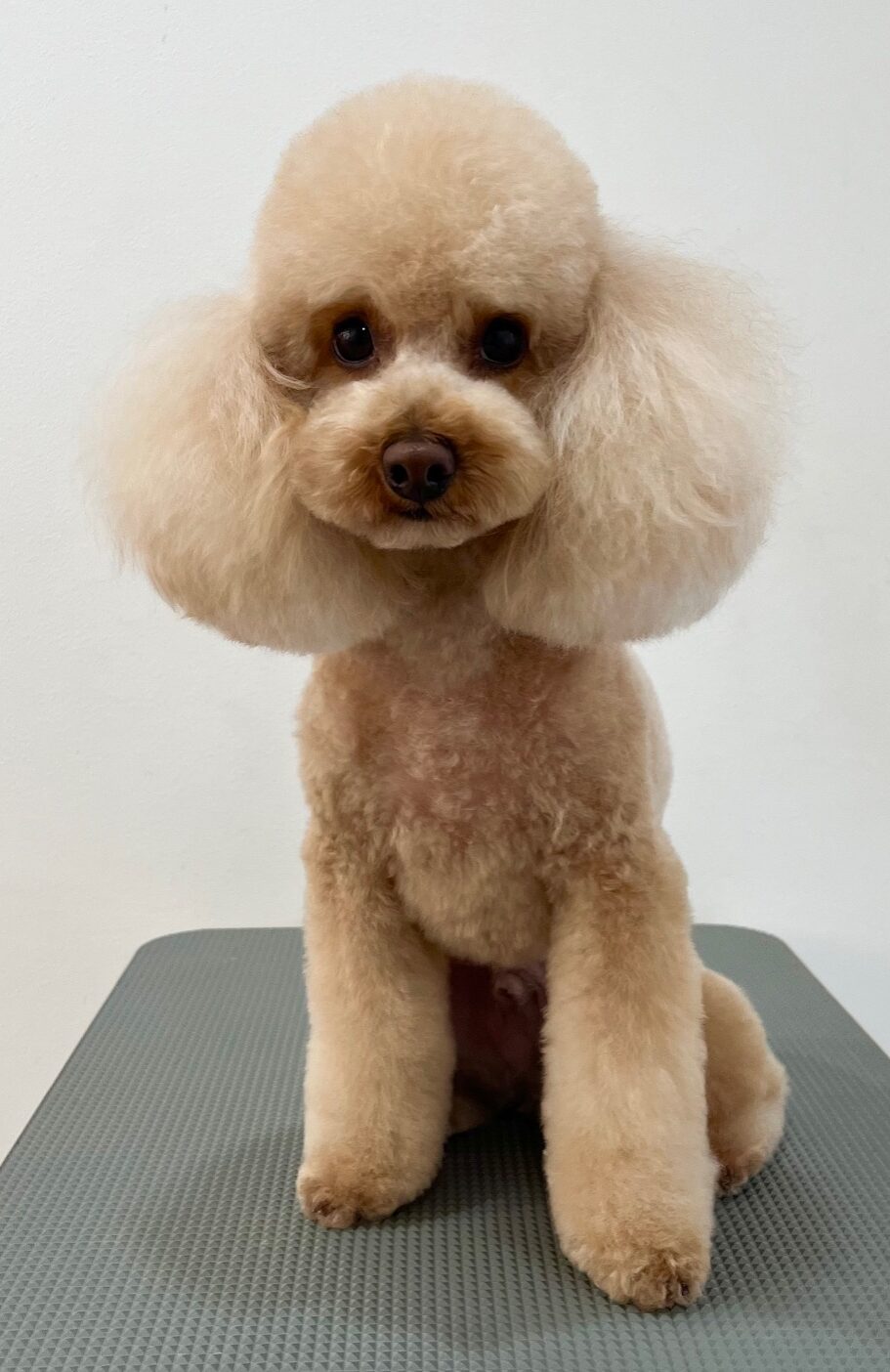 2025-12-17%e5%b8%82%e5%b7%9d%e3%82%80%e3%81%8e