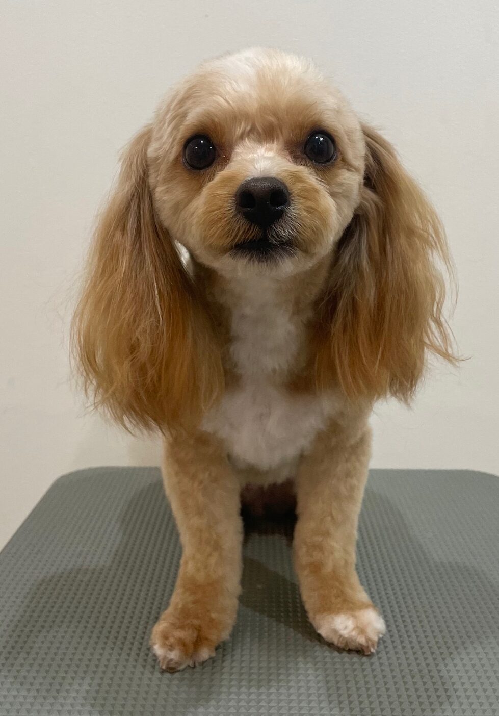 2025-12-17%e5%b9%b3%e6%b2%a2%e3%83%86%e3%82%a4%e3%83%ab