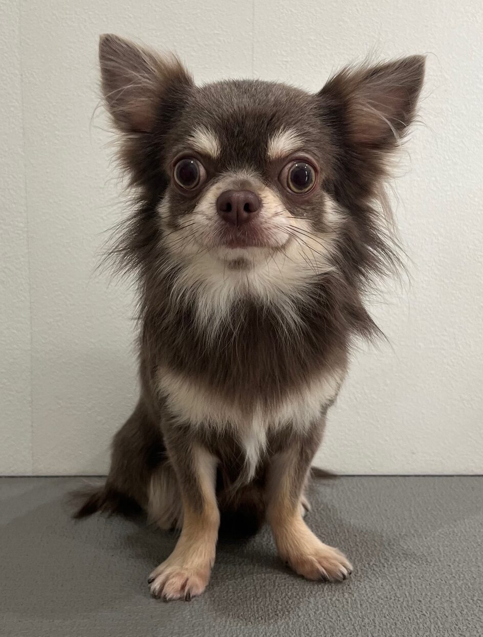 2025-12-17%e7%95%a0%e5%b1%b1%e3%82%ab%e3%83%96