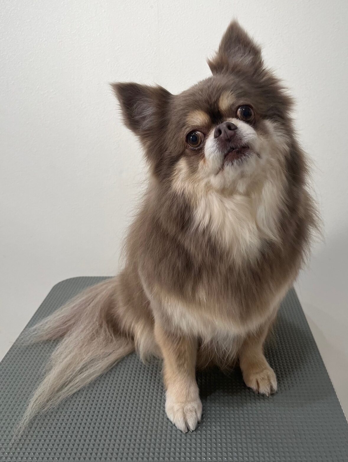 2025-12-17%e7%95%a0%e5%b1%b1%e3%82%b3%e3%83%86%e3%83%84