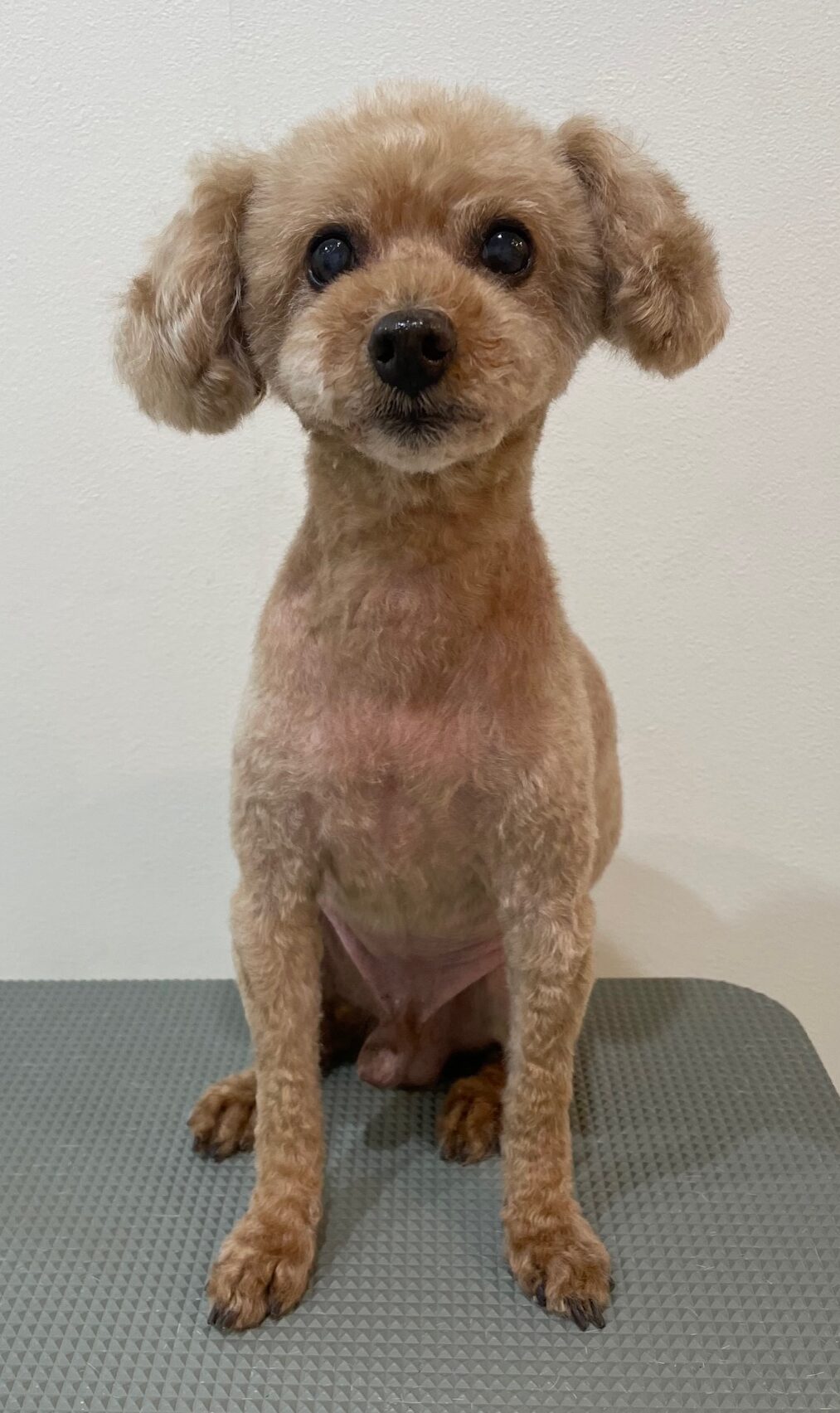 2025-12-19%e8%8d%bb%e9%87%8e%e3%83%a2%e3%82%ab