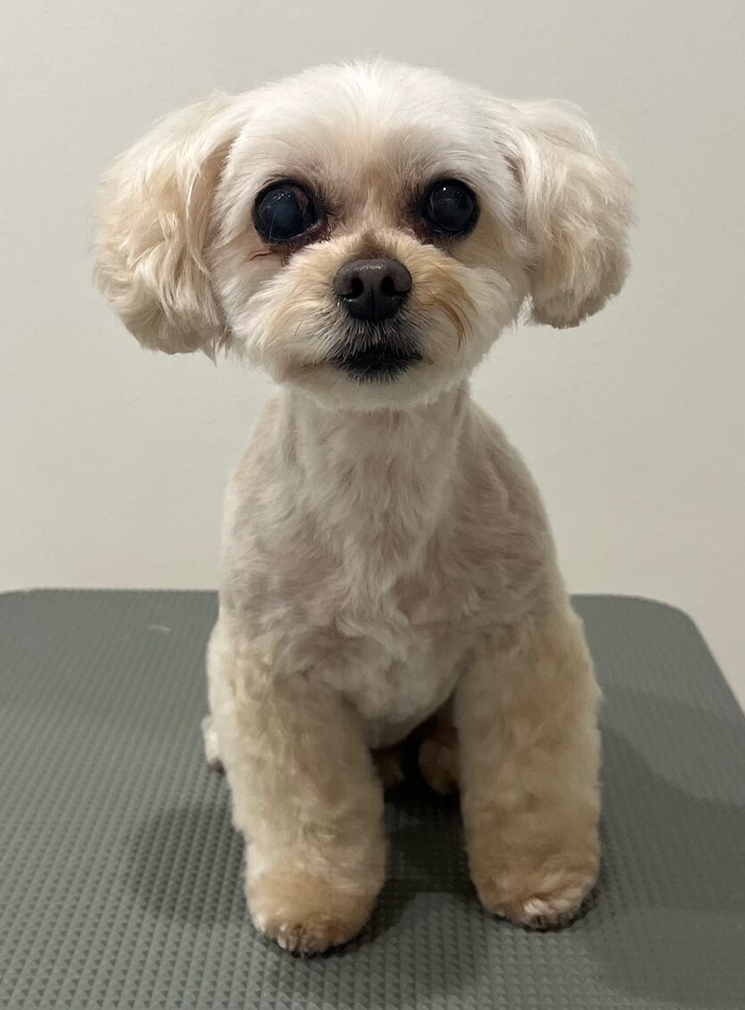 2025-12-22%e6%b8%a1%e9%83%a8%e3%83%9e%e3%83%ad%e3%83%b3