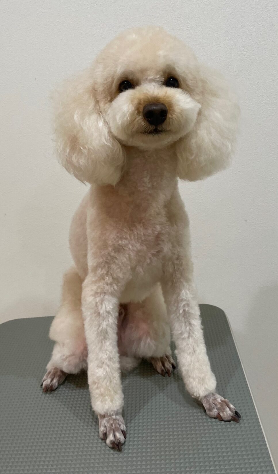 2025-12-26%e5%b0%8f%e9%87%8e%e3%81%ba%e3%81%93