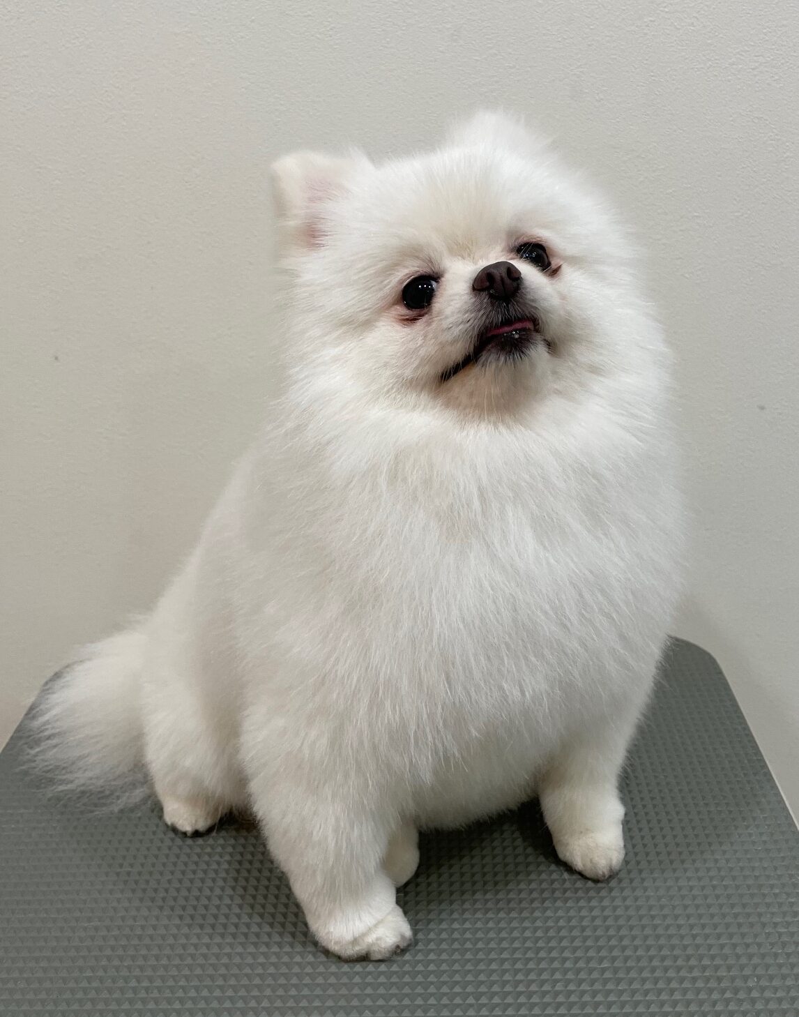 2025-12-29%e5%85%89%e5%ae%89%e3%82%b3%e3%82%b3