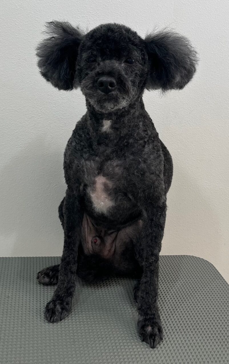 2025-12-29%e6%b8%a1%e9%83%a8%e3%83%86%e3%82%a3%e3%83%9f%e3%83%bc