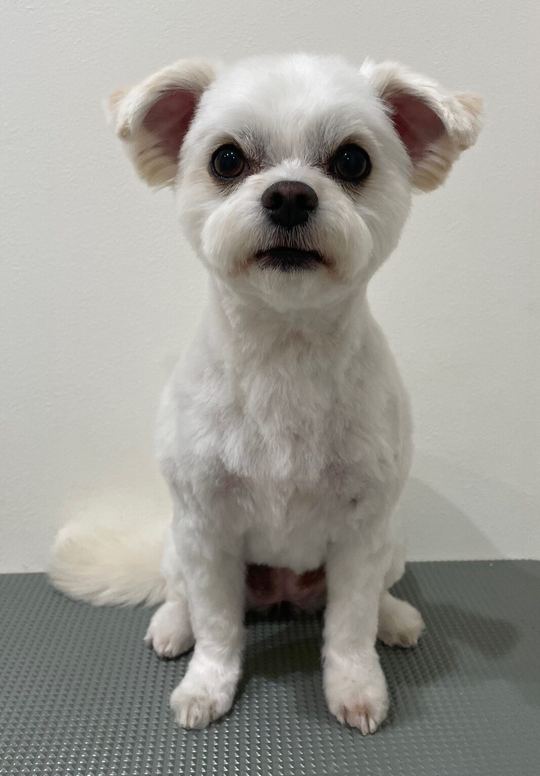 2026-1-11%e5%b1%b1%e5%8f%a3%e3%81%a4%e3%82%80%e3%81%8e