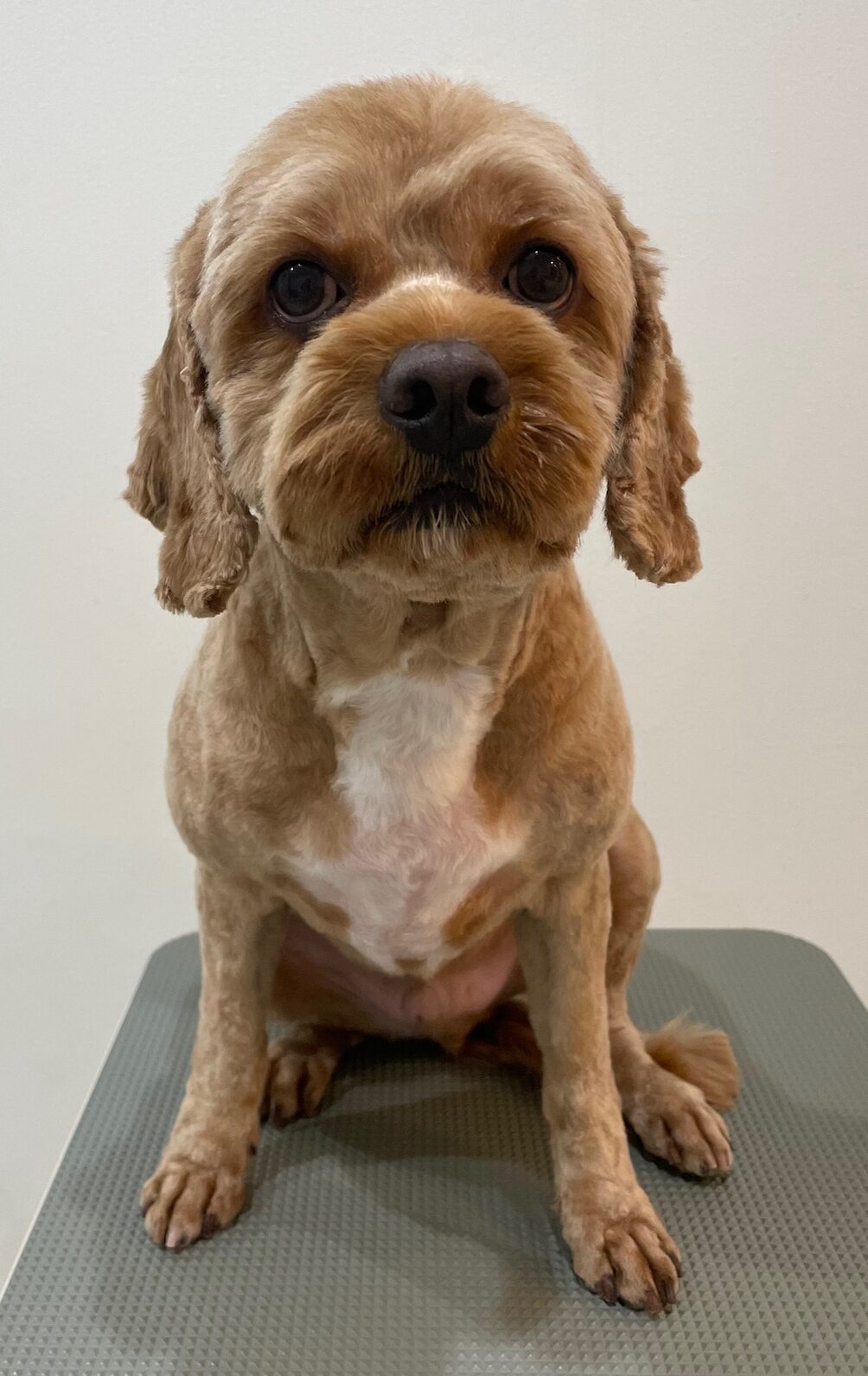 2026-1-11%e9%8d%9c%e6%b2%bb%e3%83%99%e3%83%ab