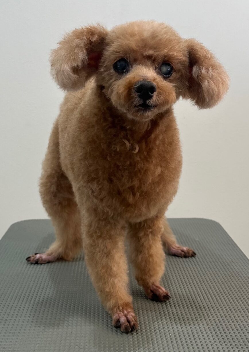 2026-1-13%e4%b8%89%e6%9e%9d%e3%83%91%e3%83%95%e3%82%a7