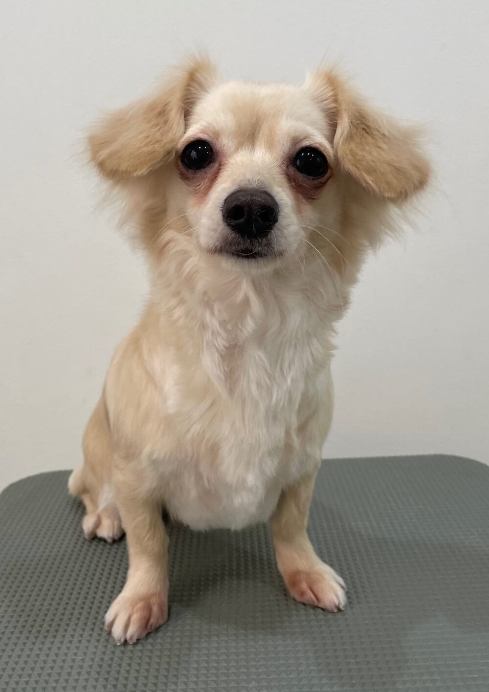 2026-1-14%e5%a4%aa%e7%94%b0%e3%81%b7%e3%82%8a%e3%82%93