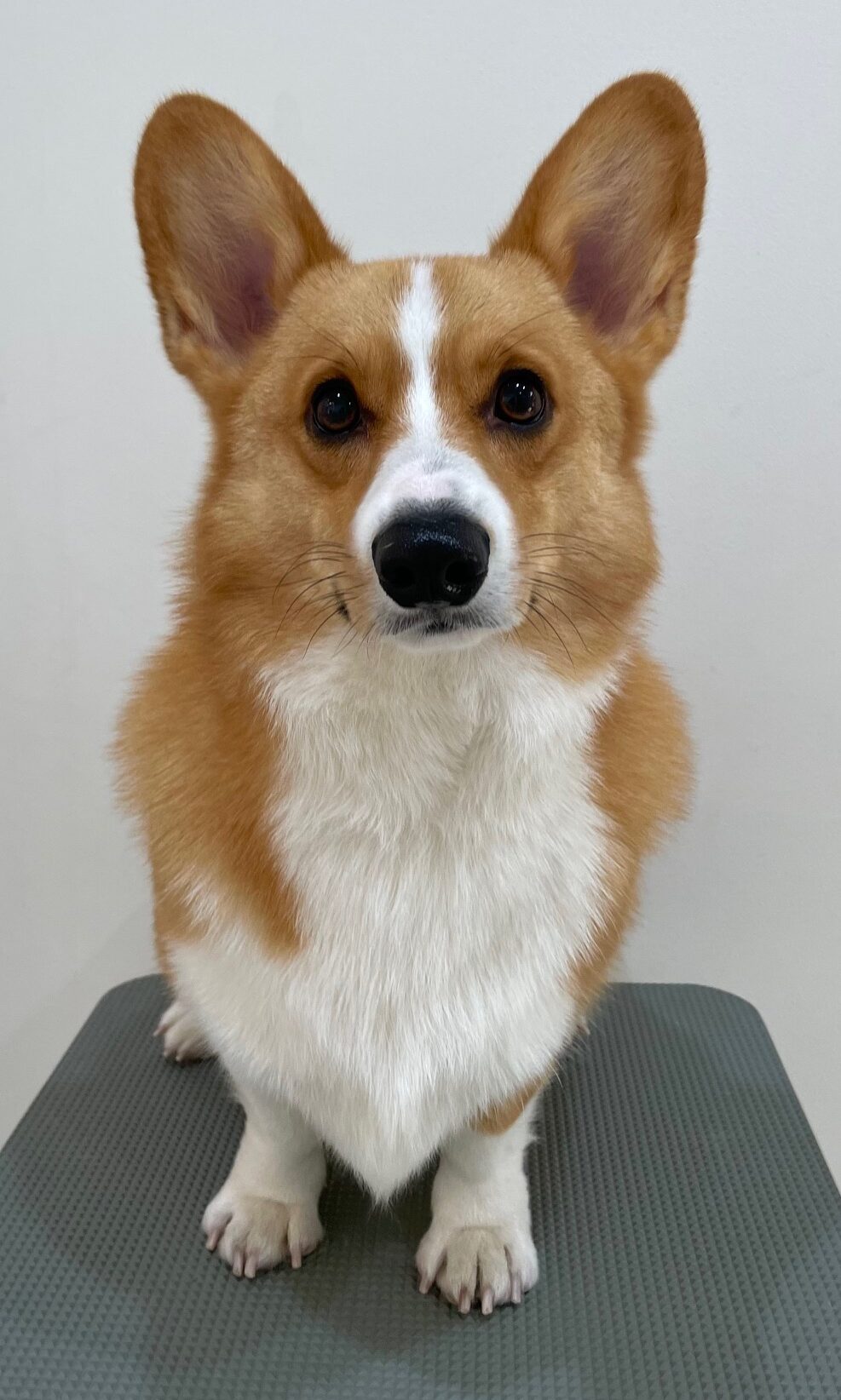 2026-1-18%e6%9c%ac%e7%94%b0%e8%8c%b6%e3%80%85%e4%b8%b8